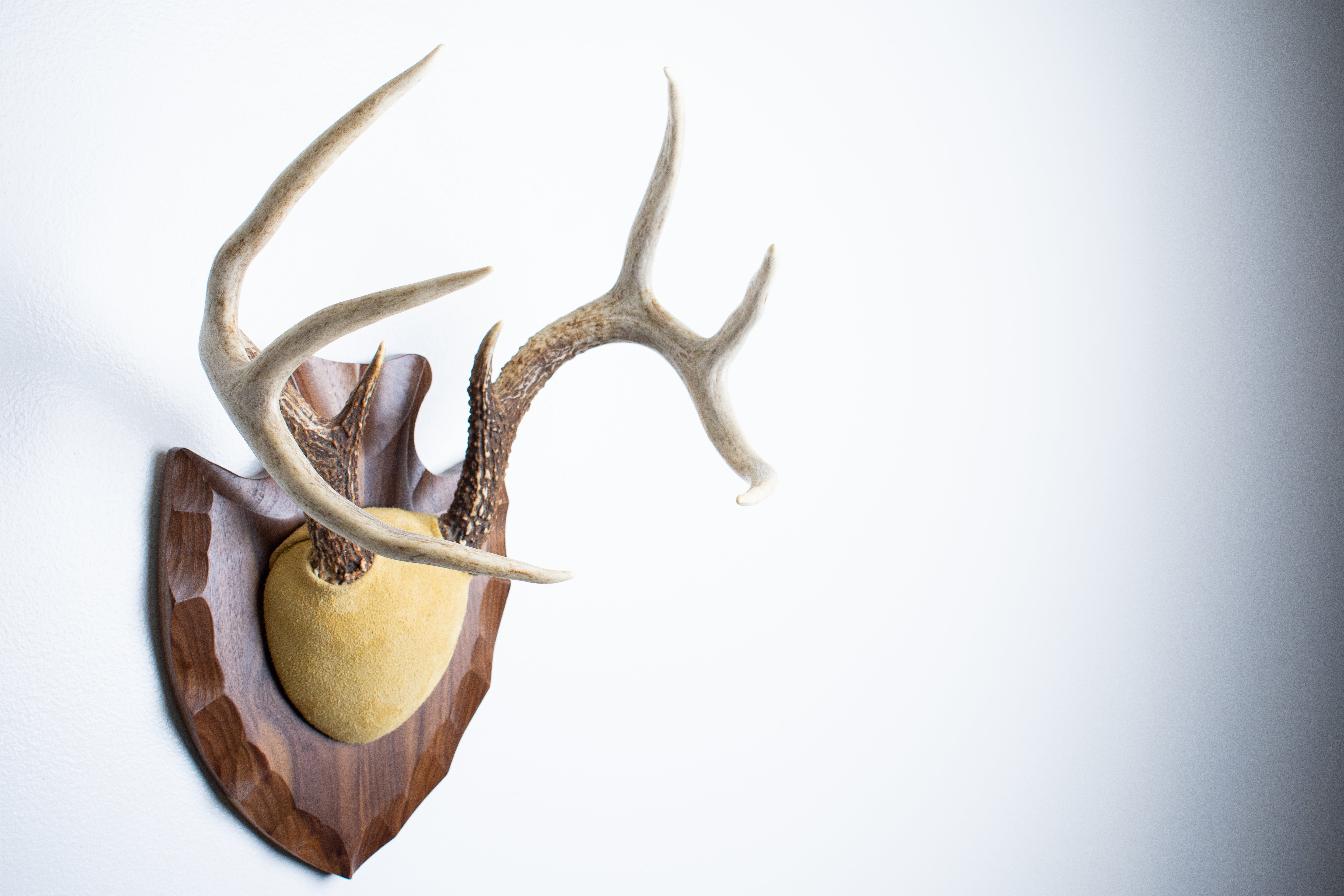 Whitetail Deer Antler Mount | Honey | 04
