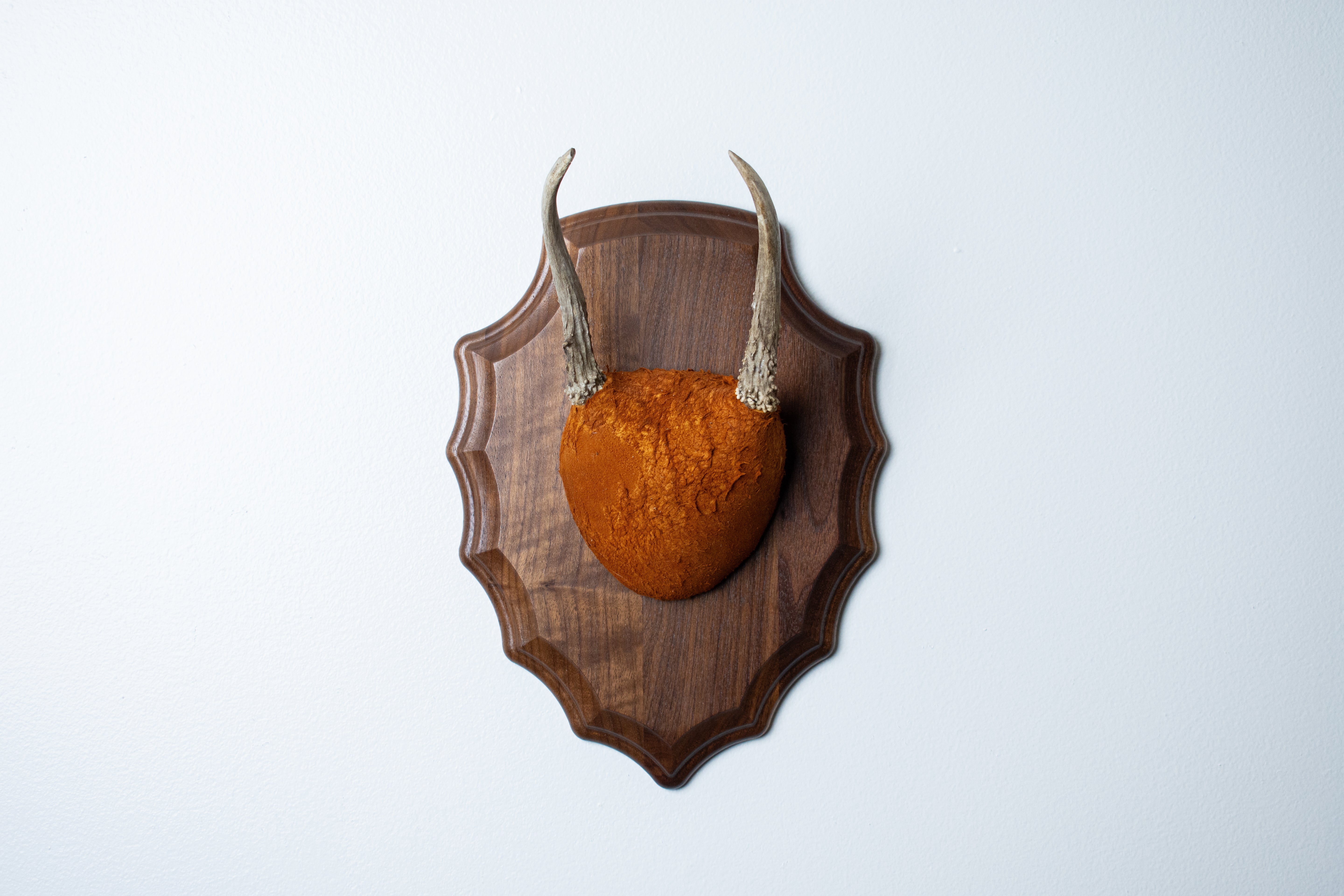 Whitetail Deer Antler Mount | Nutmeg | 06