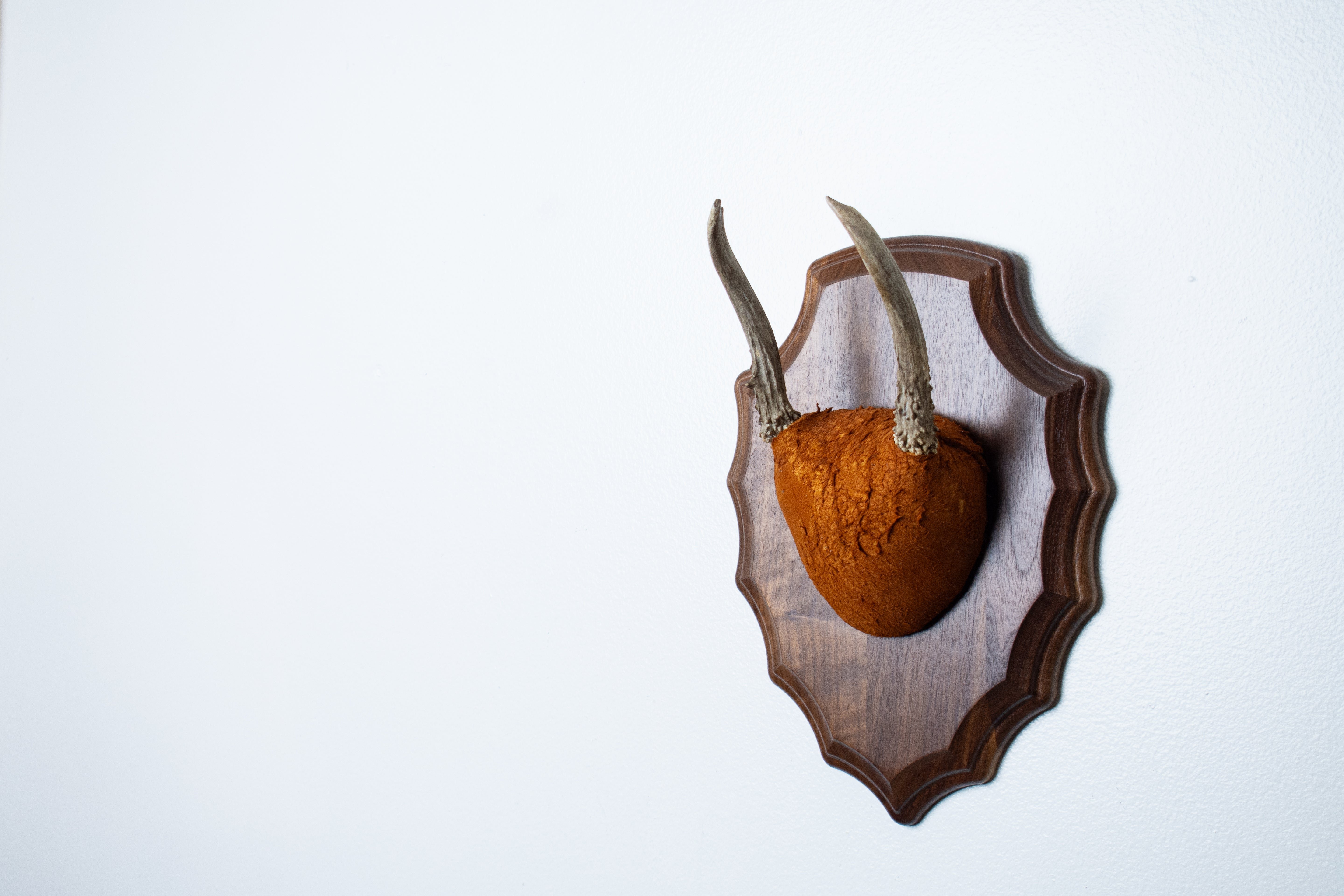 Whitetail Deer Antler Mount | Nutmeg | 06