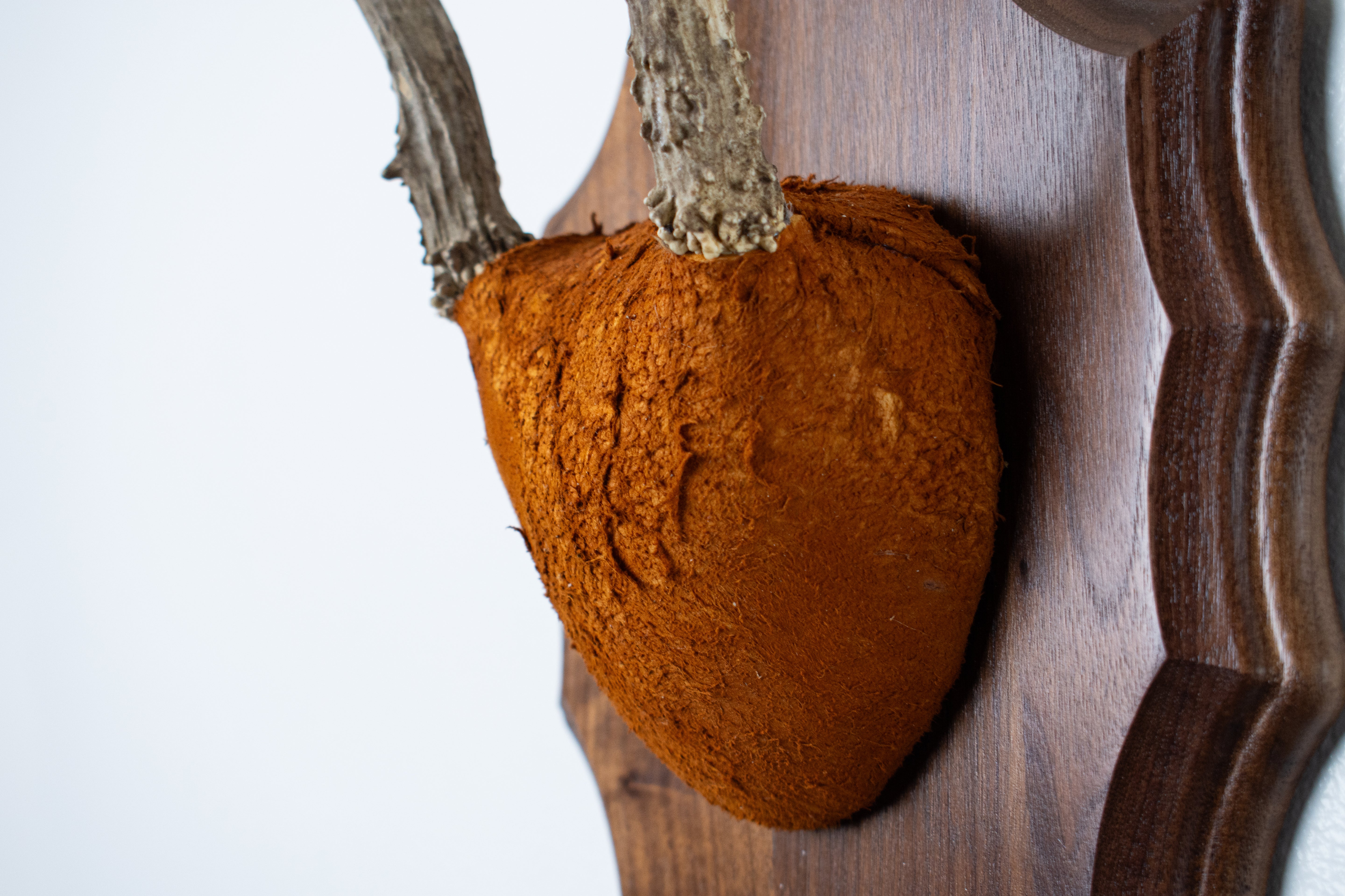 Whitetail Deer Antler Mount | Nutmeg | 06