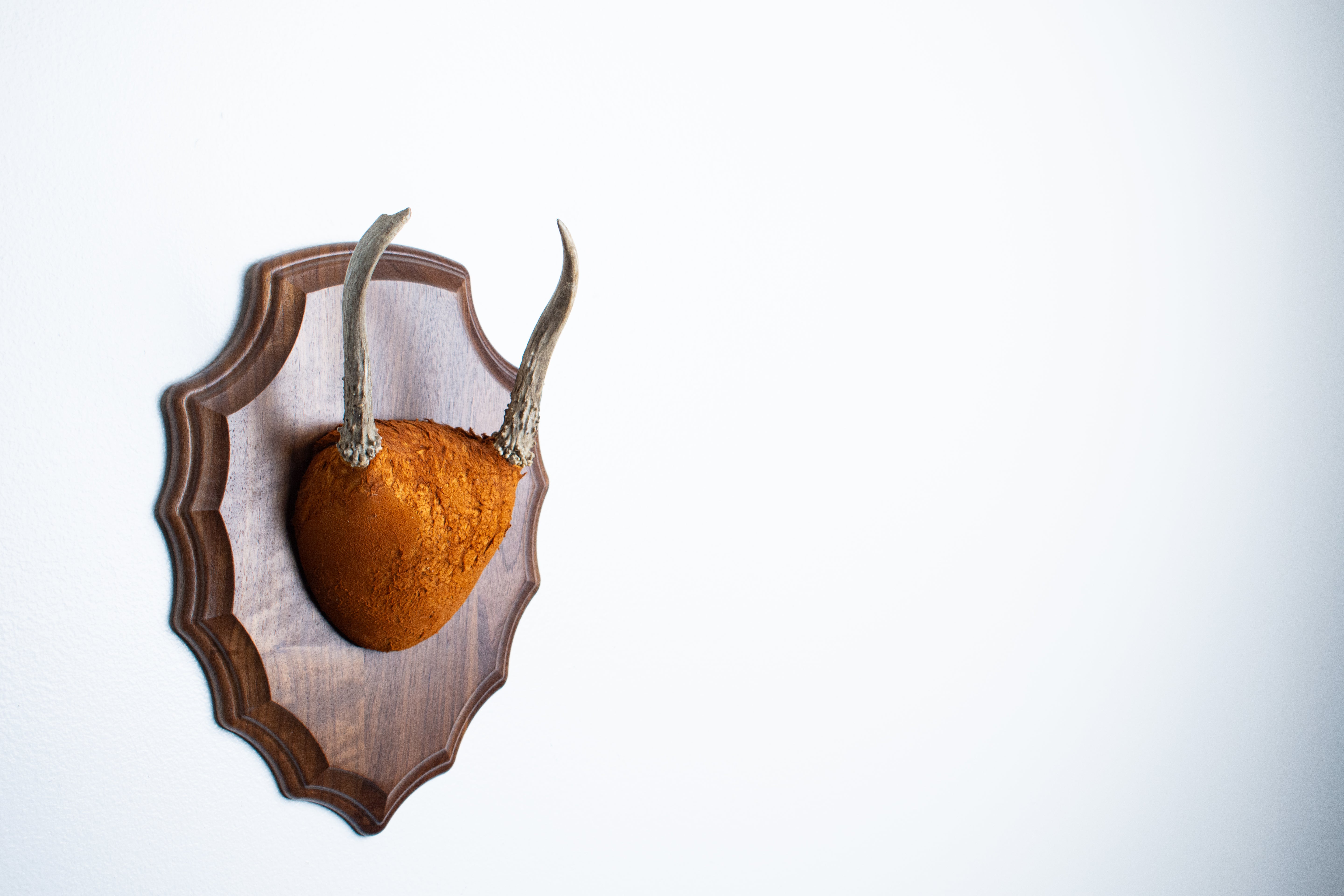 Whitetail Deer Antler Mount | Nutmeg | 06