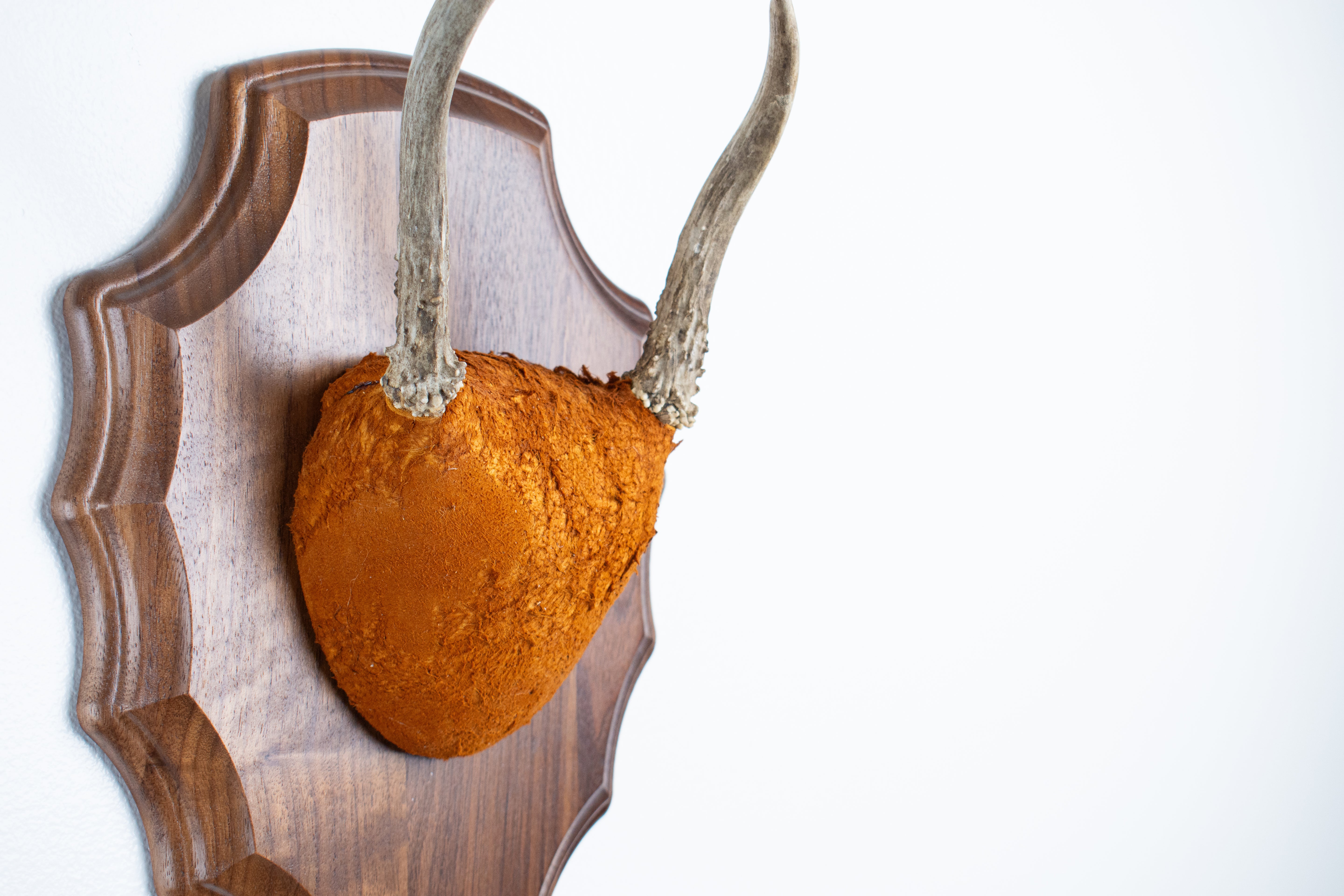 Whitetail Deer Antler Mount | Nutmeg | 06