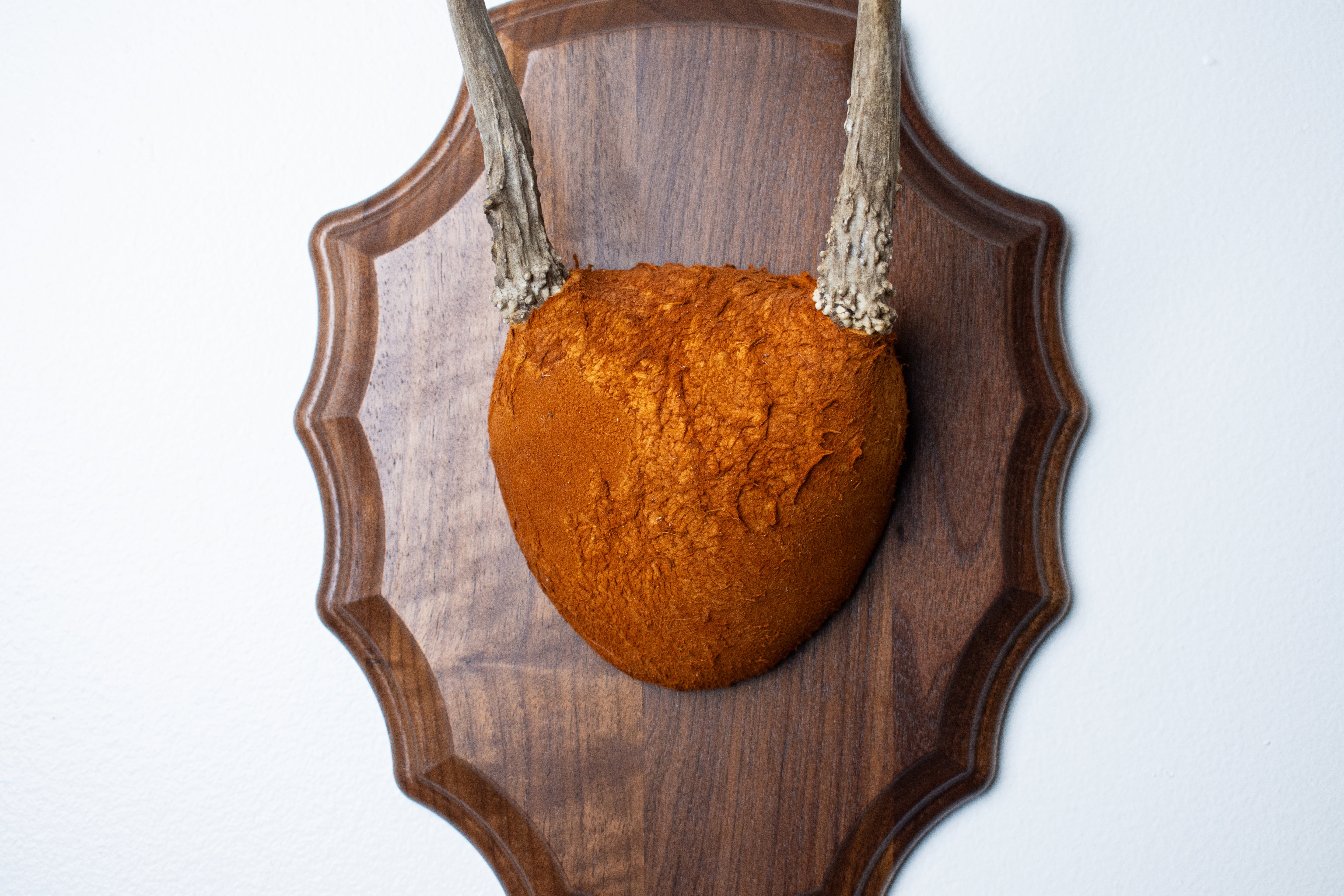 Whitetail Deer Antler Mount | Nutmeg | 06