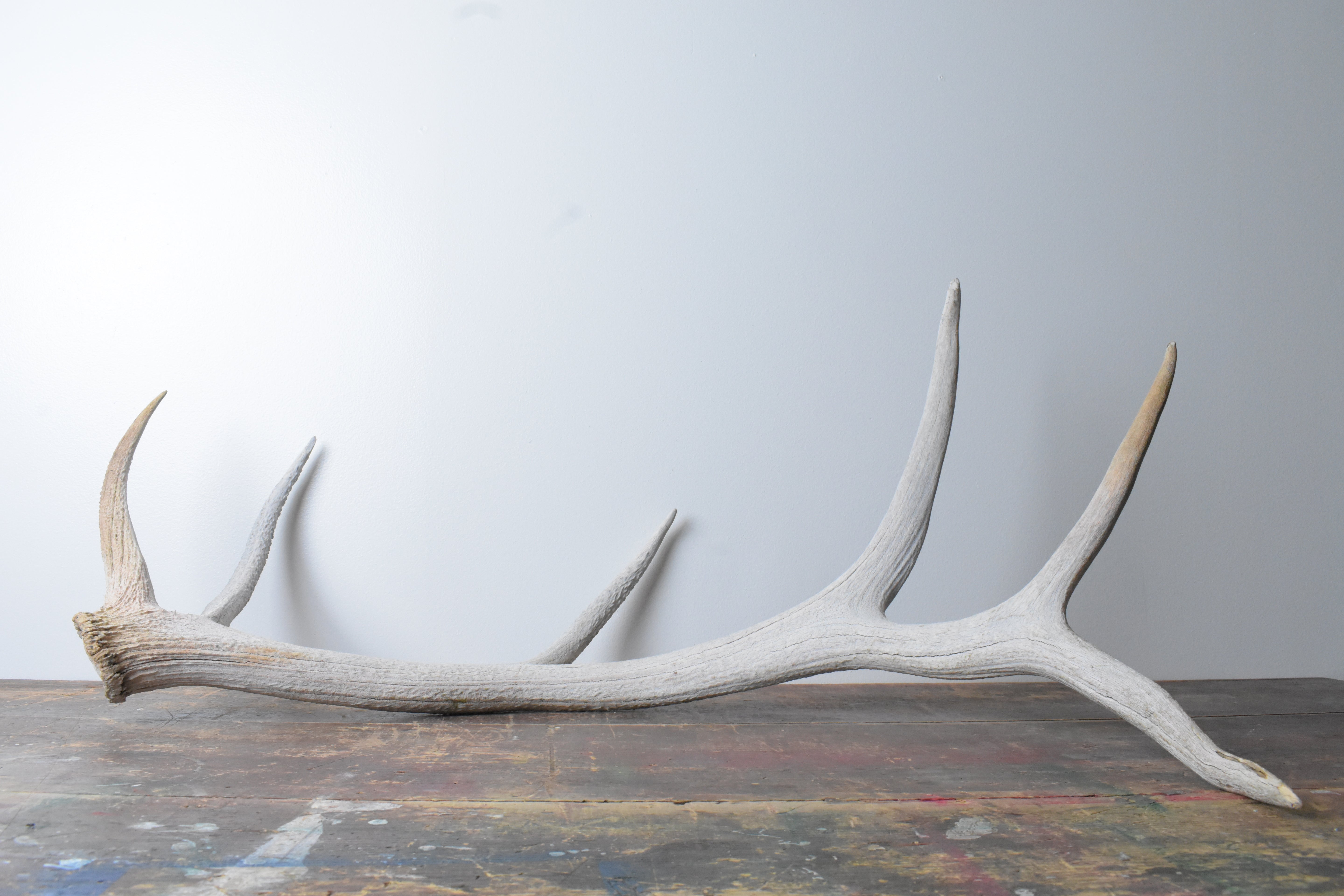 Elk Antler | Large Size | 75