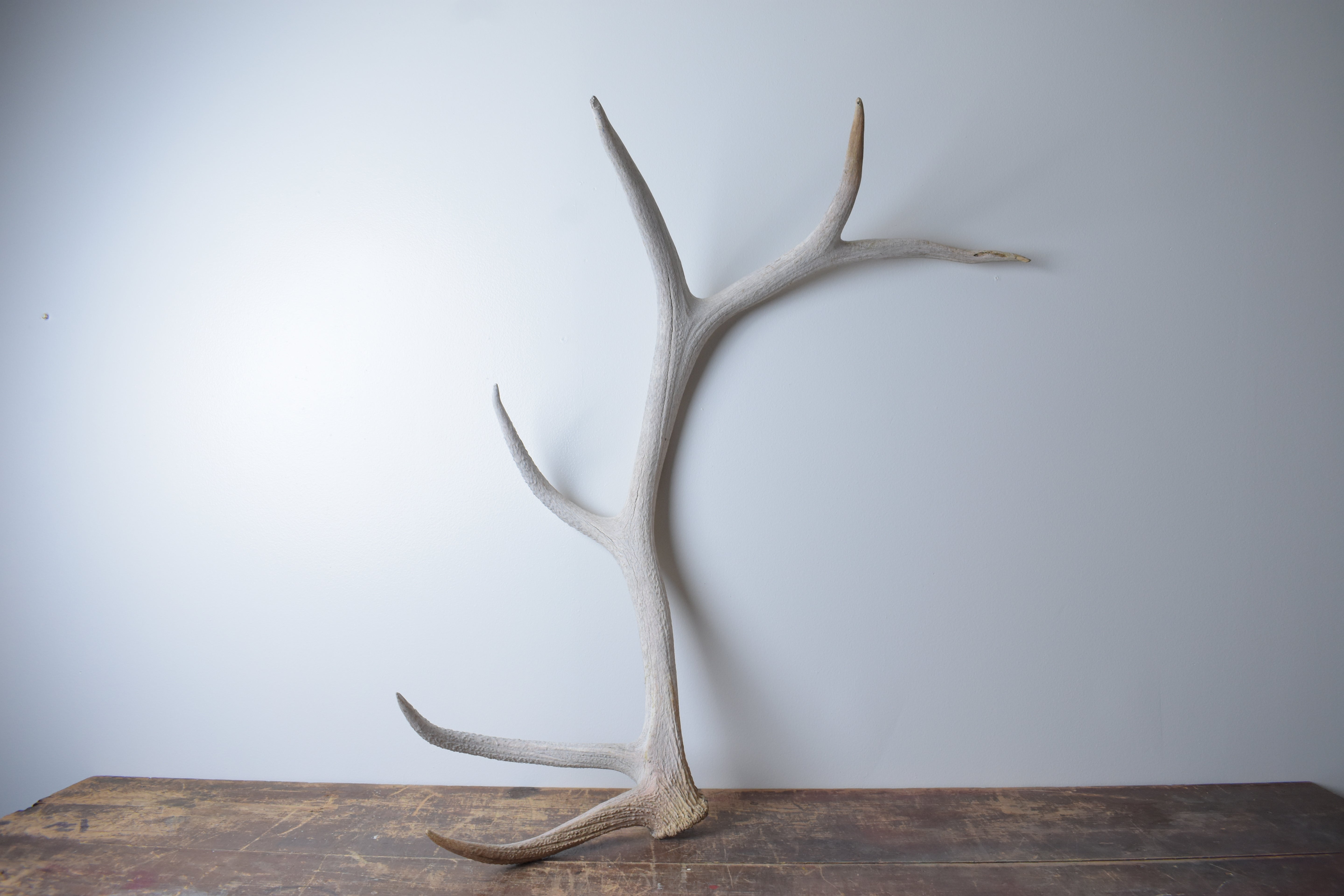 Elk Antler | 75