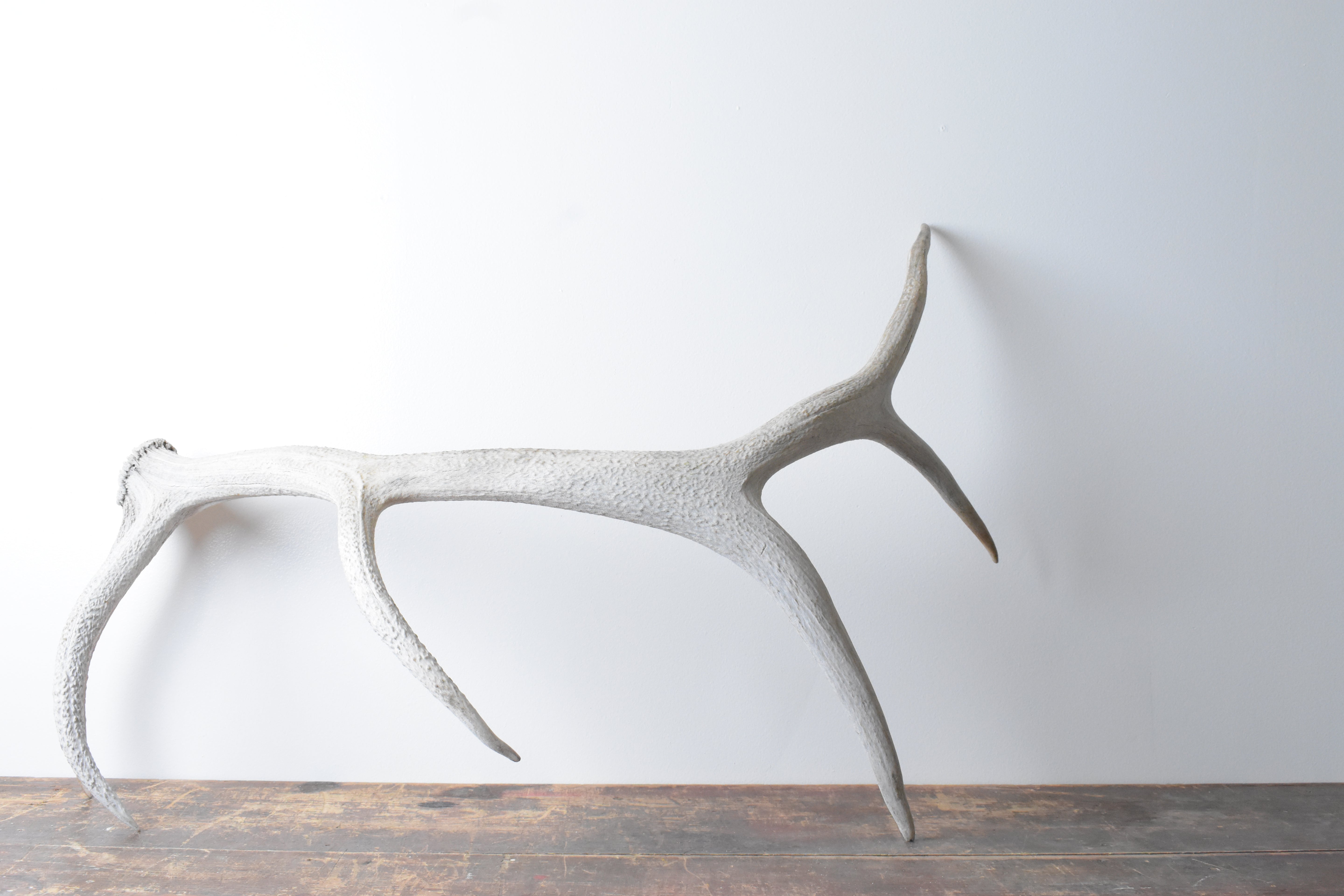 Elk Antler | Large Size | 75