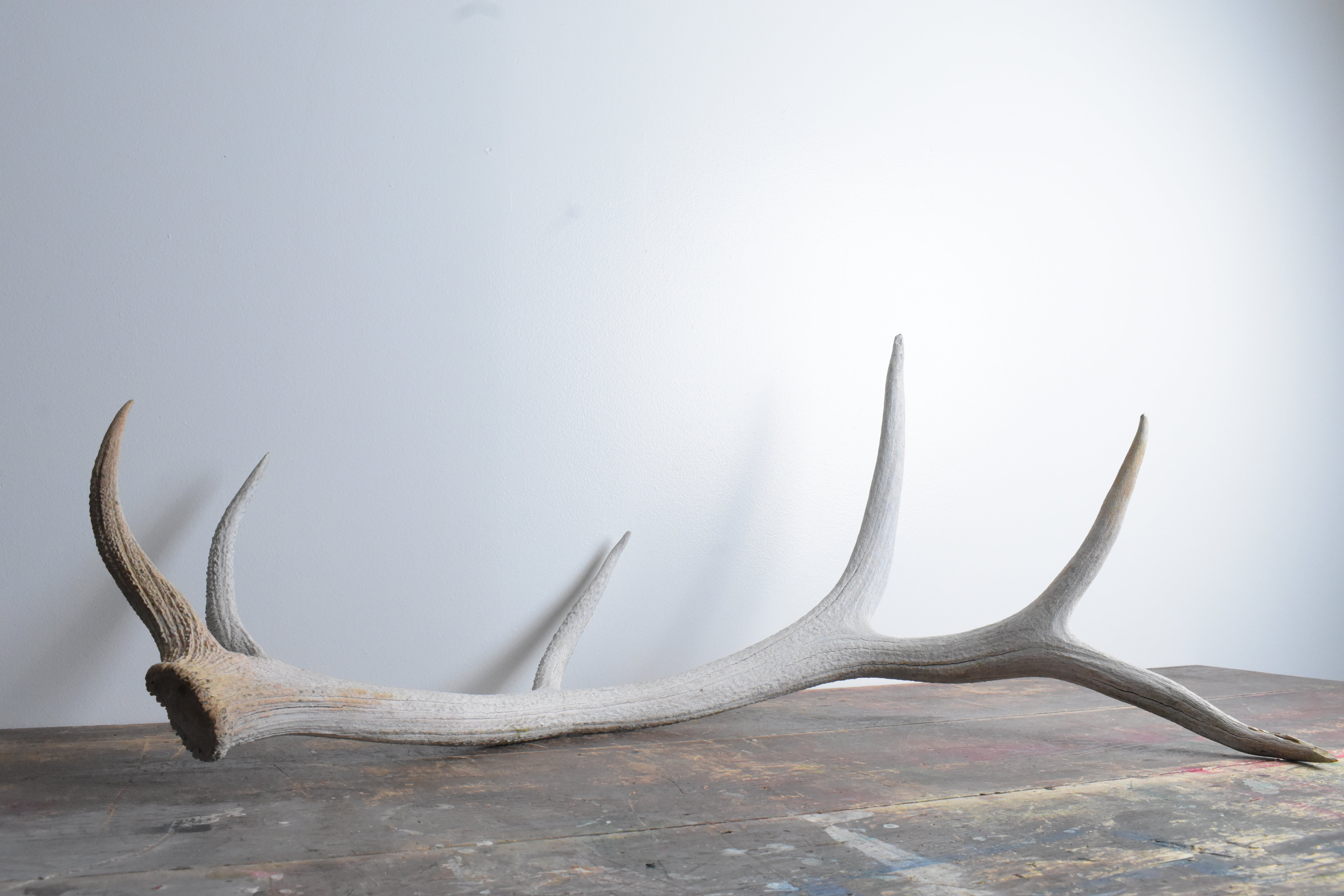 Elk Antler | Large Size | 75