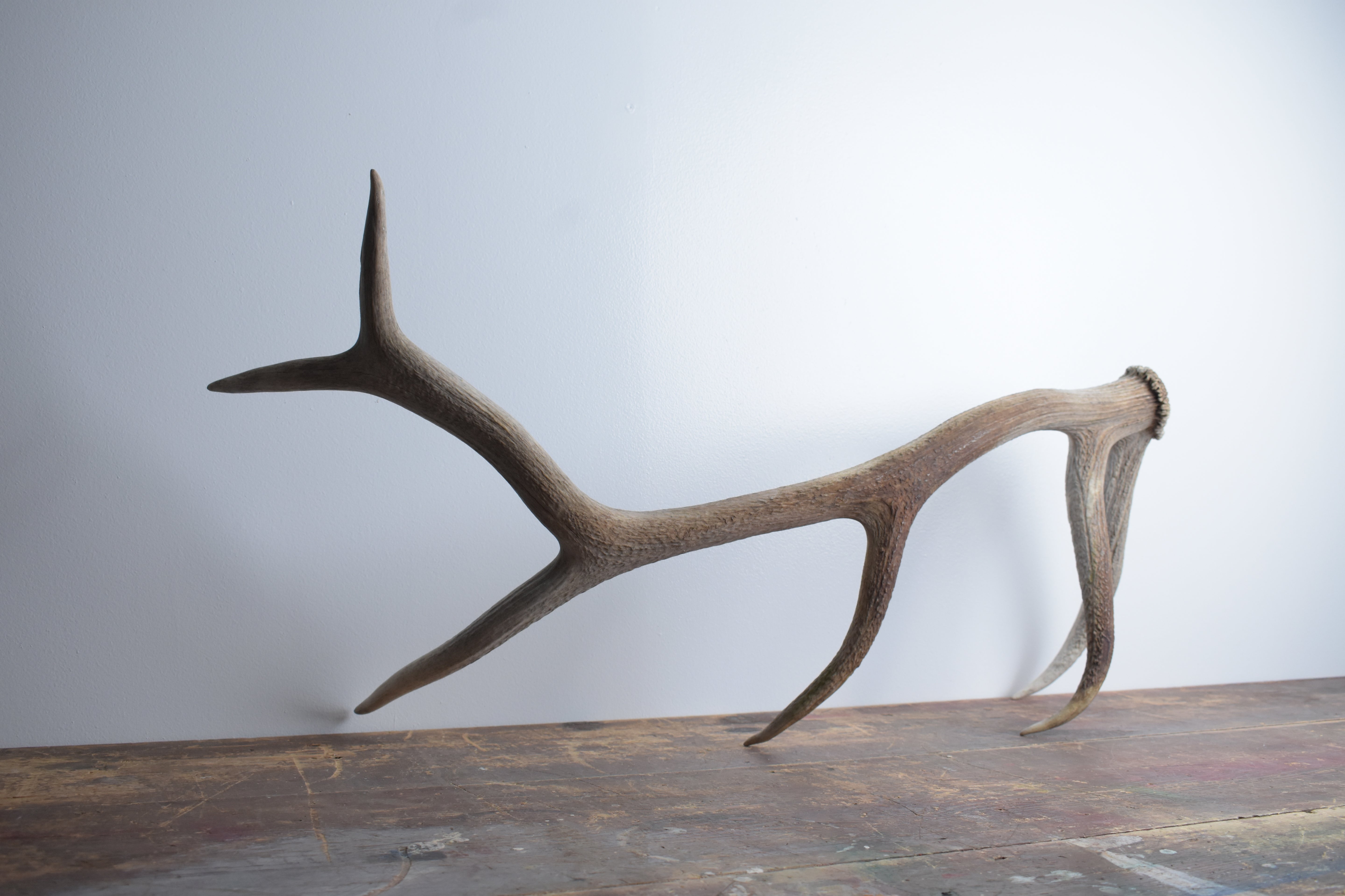 Elk Antler | Large Size | 80