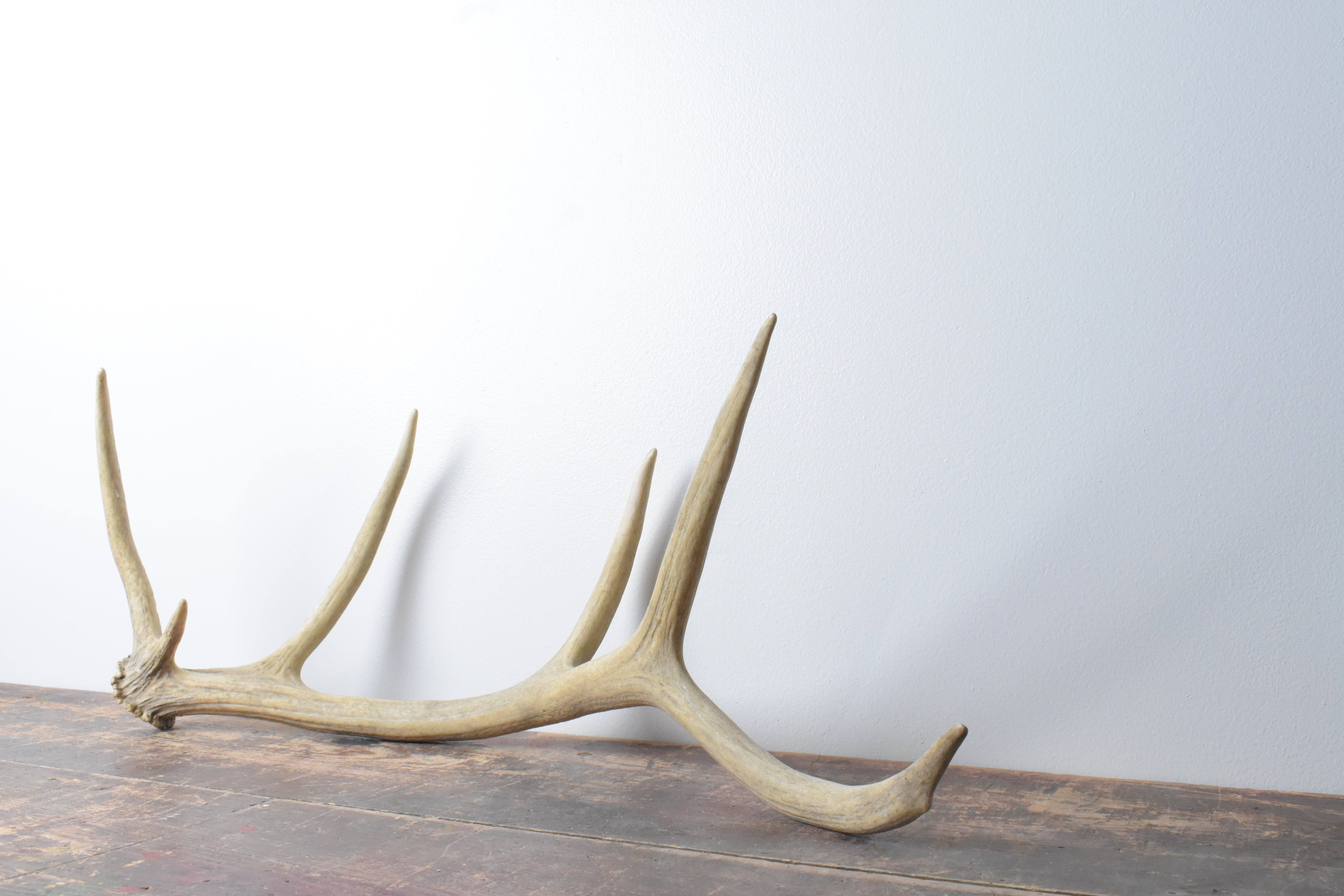 Elk Antler | Medium Size | 84