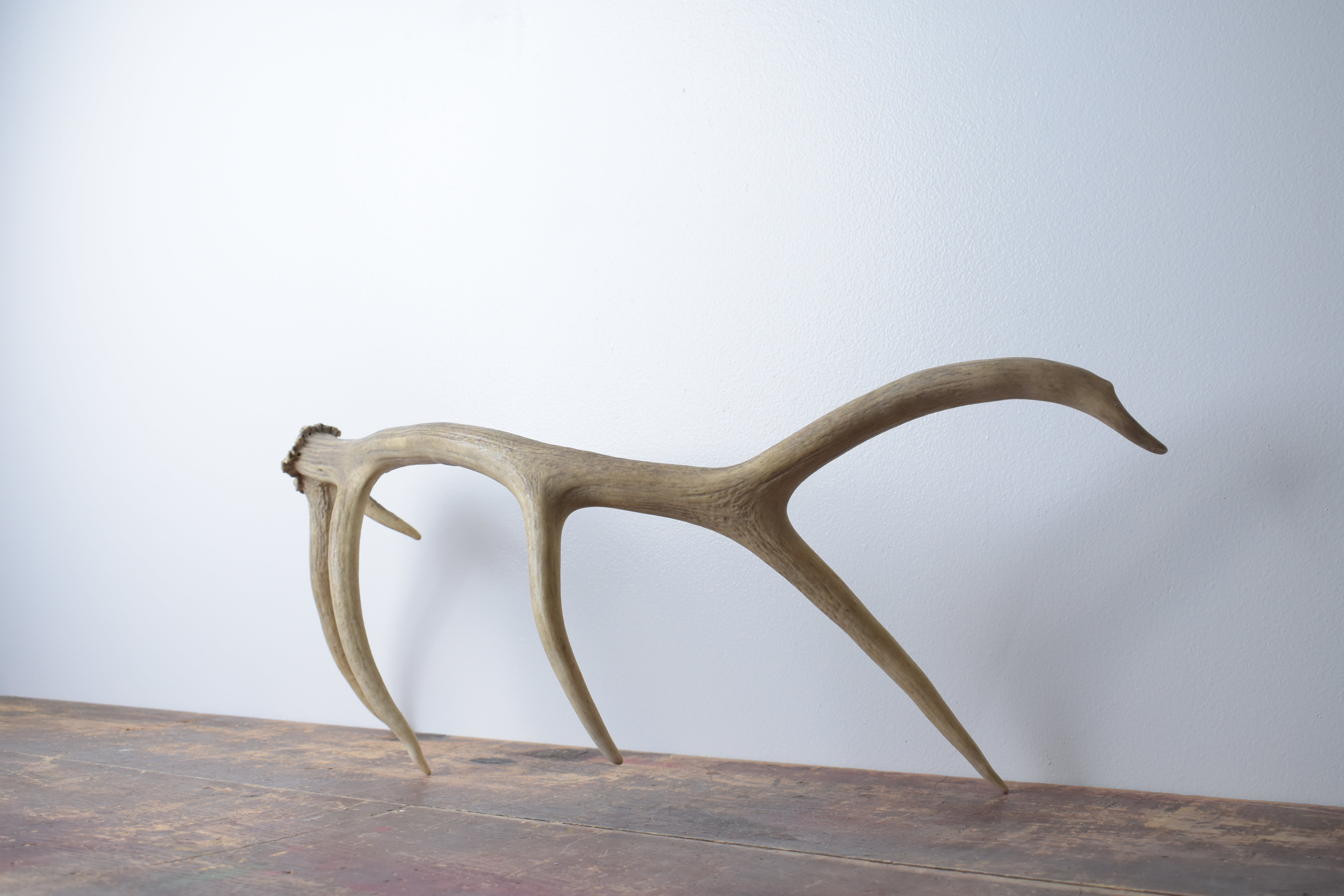 Elk Antler | Medium Size | 84