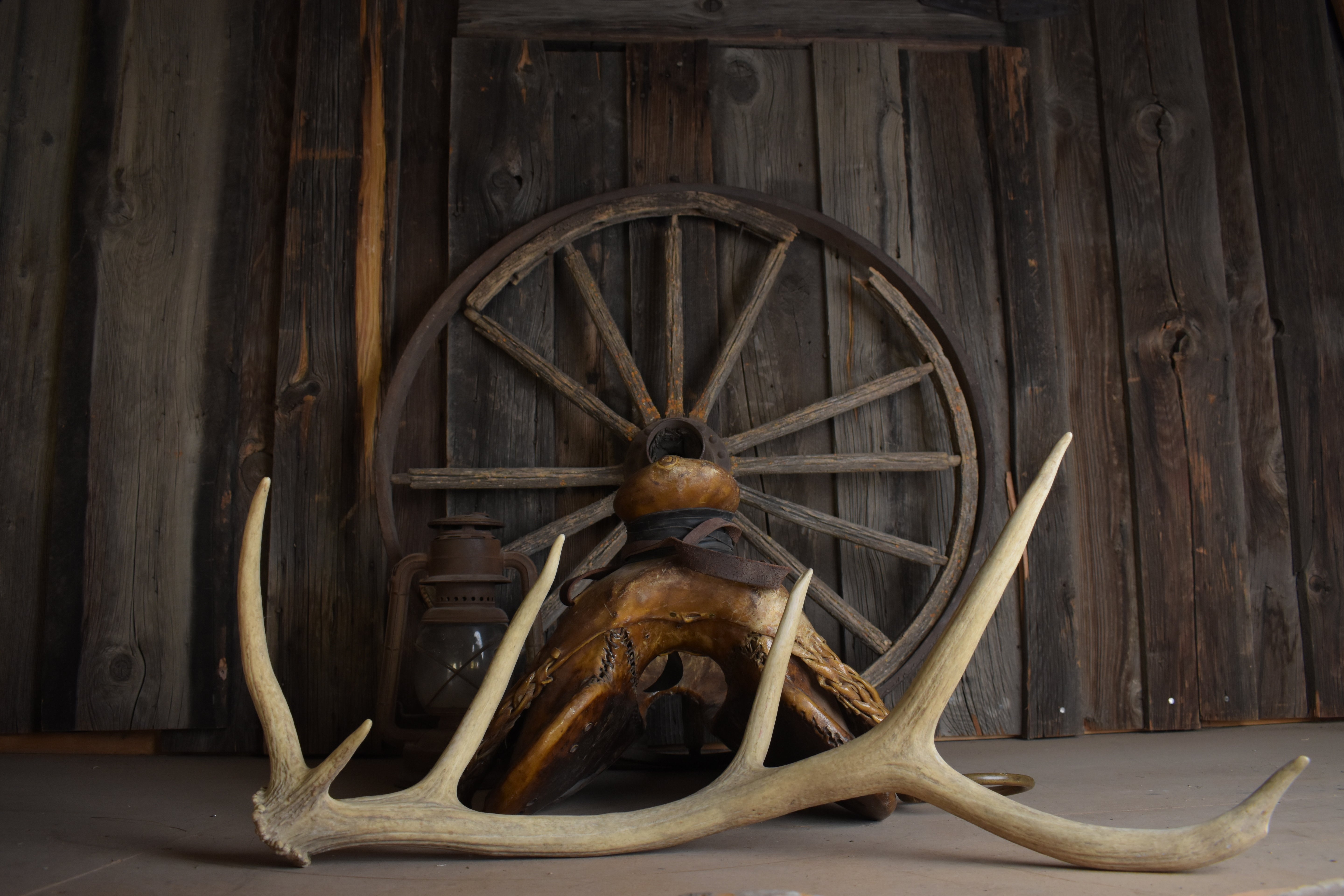 Elk Antler | 84