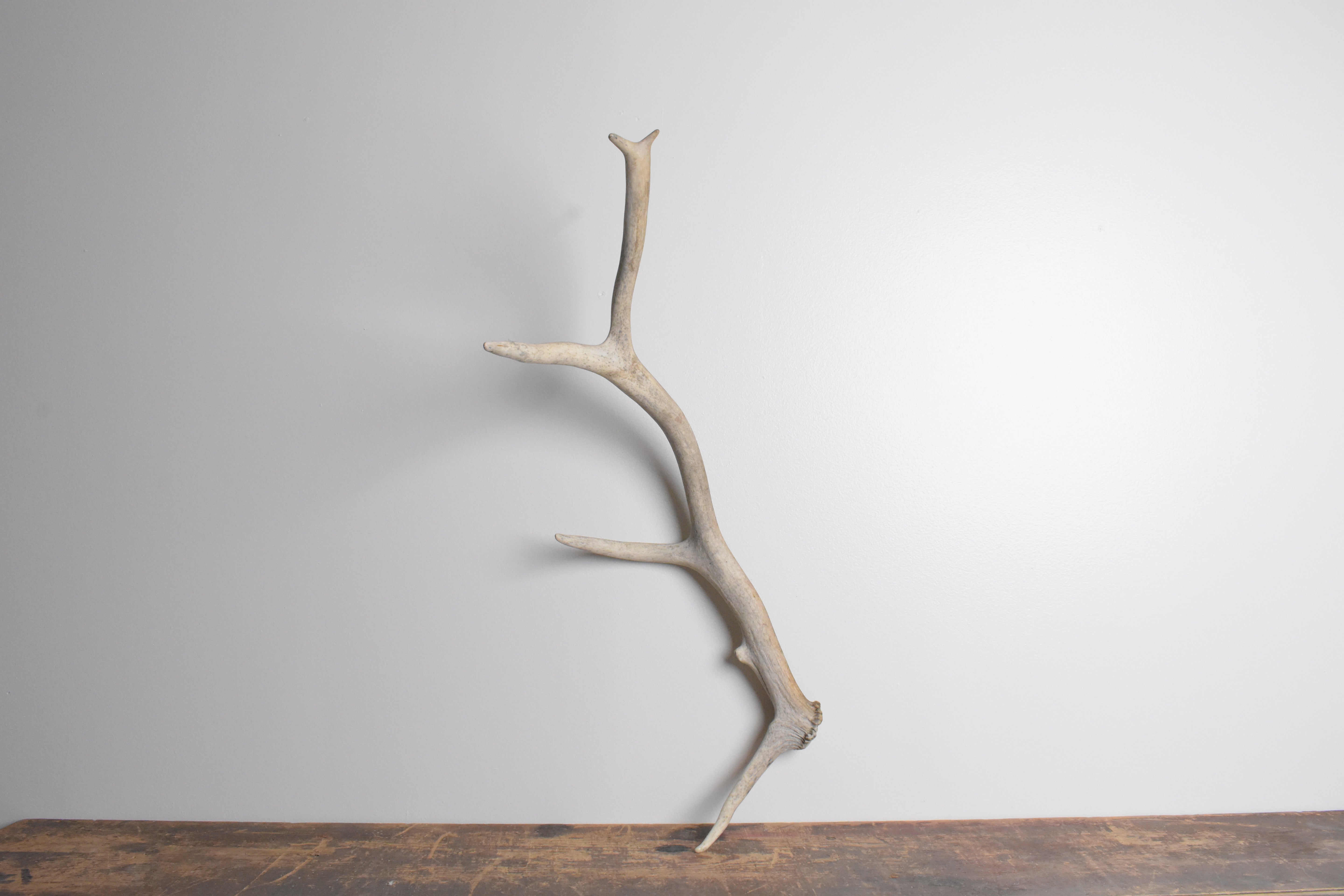 Elk Antler | Medium Size | 85