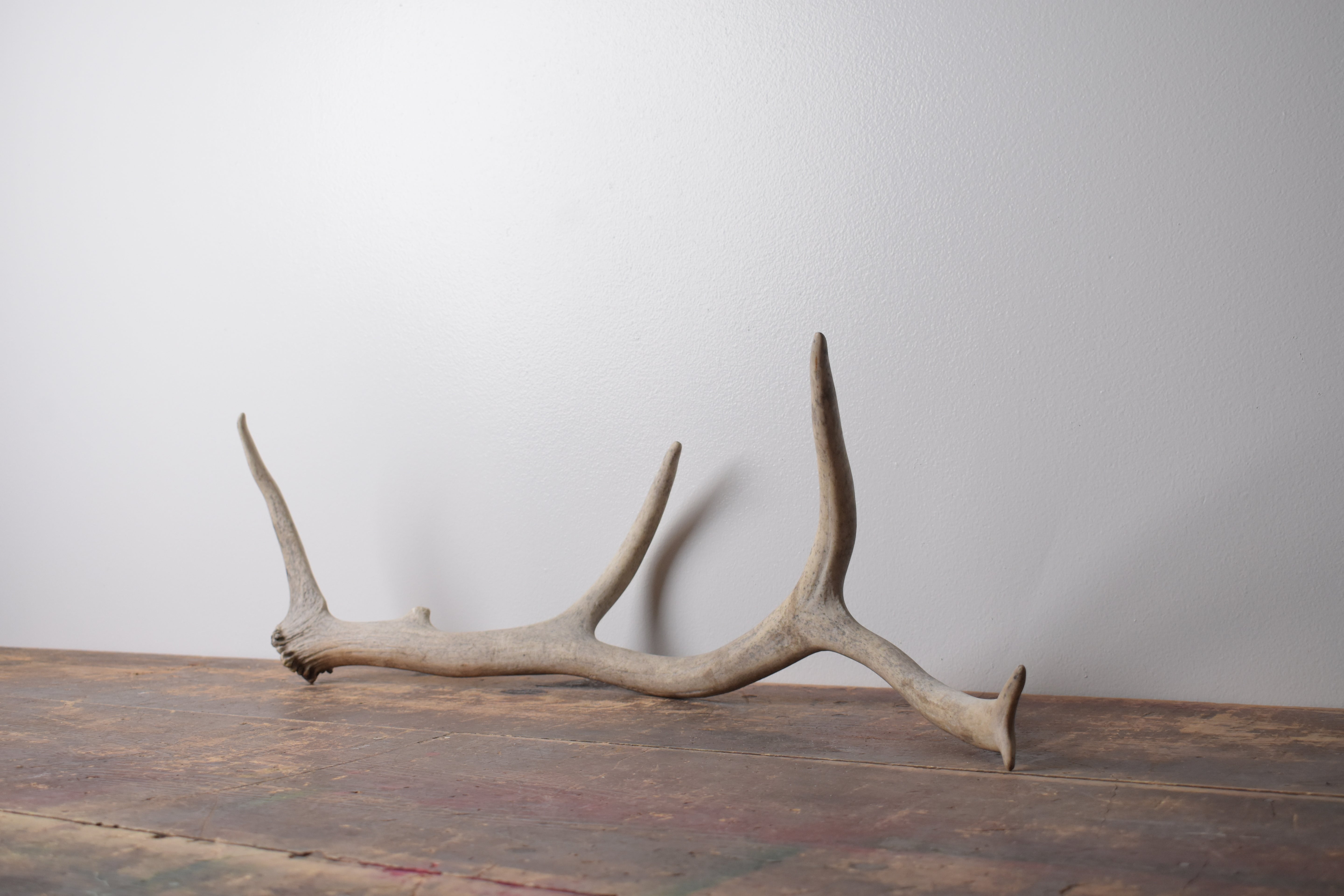 Elk Antler | Medium Size | 85