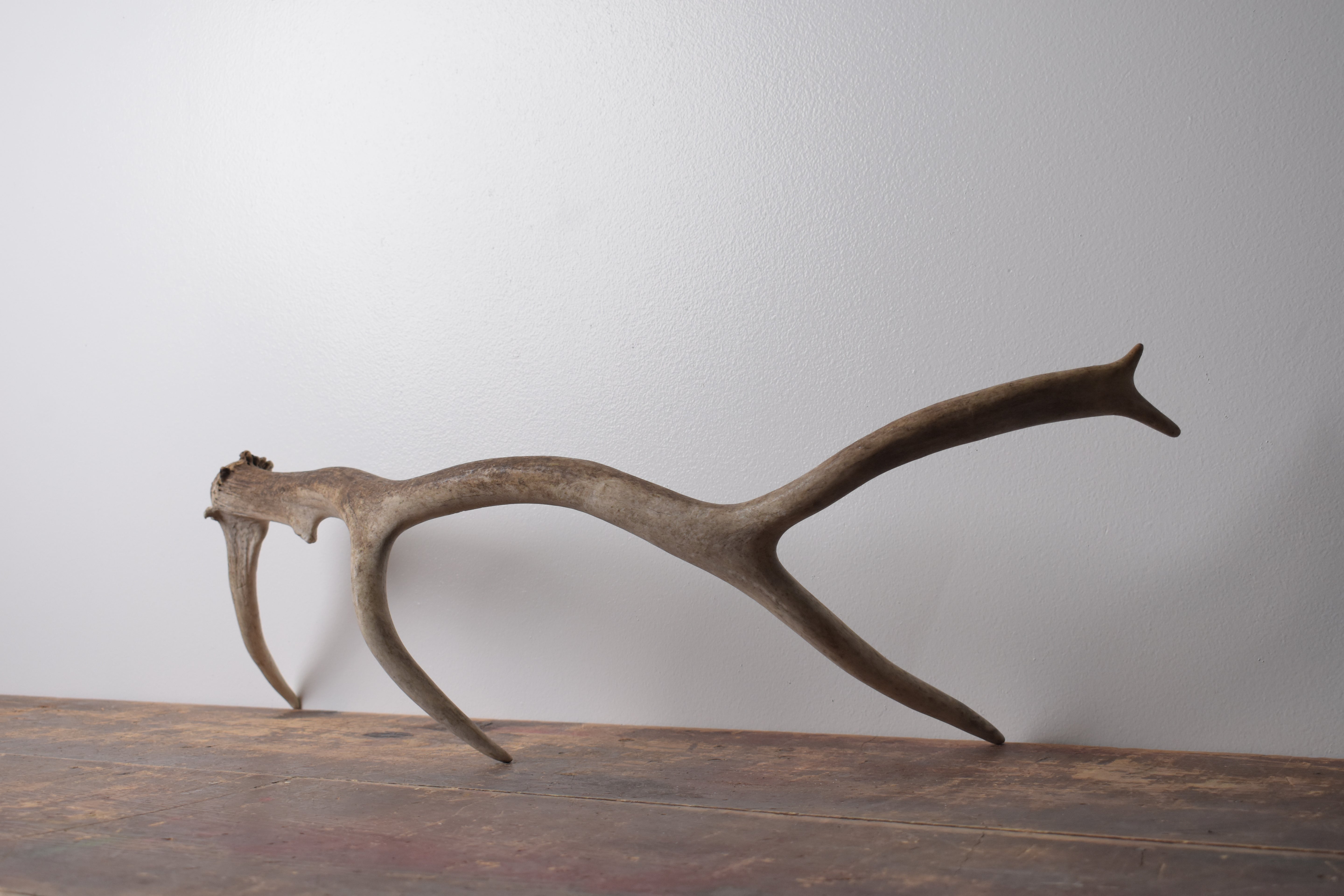 Elk Antler | Medium Size | 85