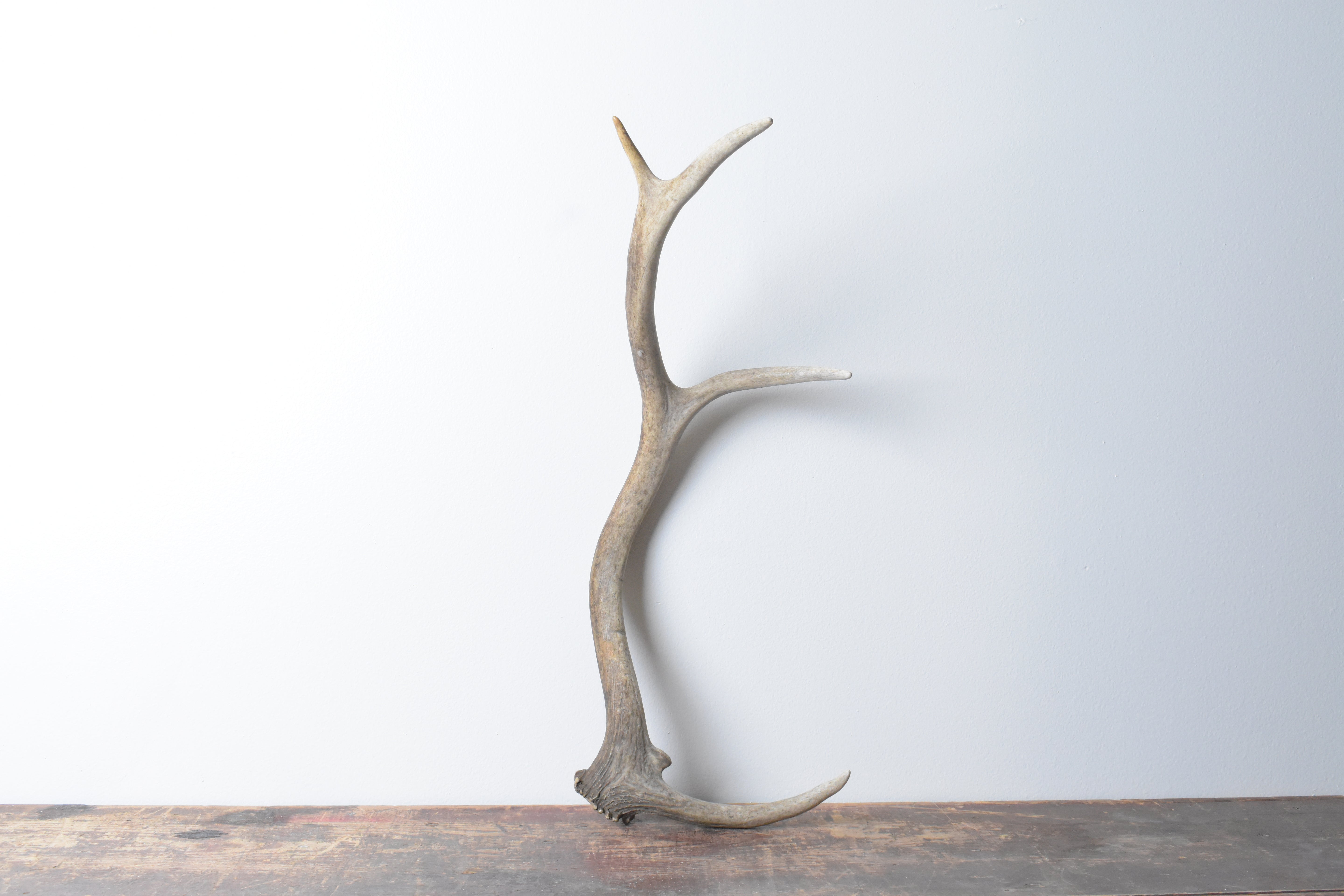 Elk Antler | 73