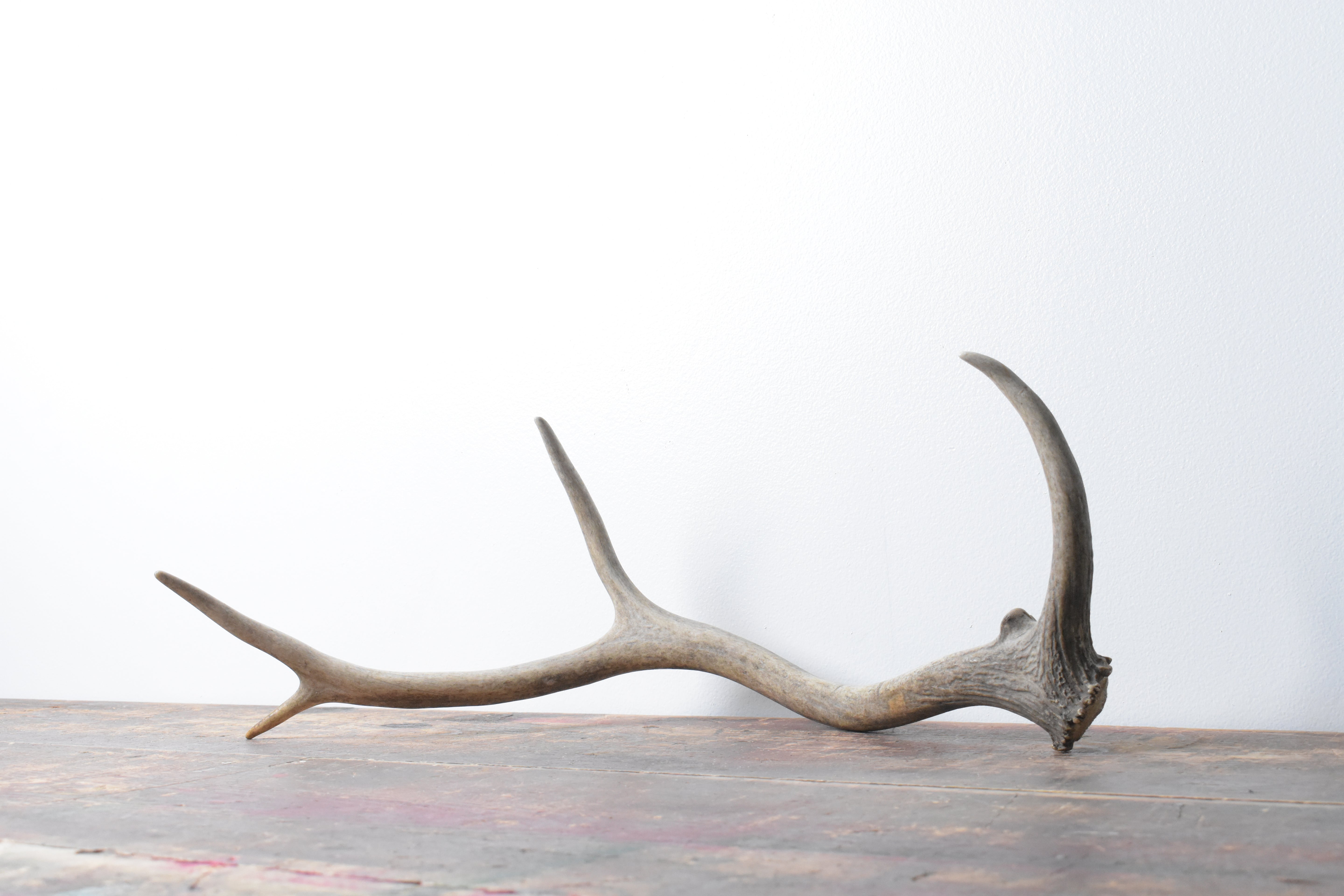 Elk Antler | Small Size | 73
