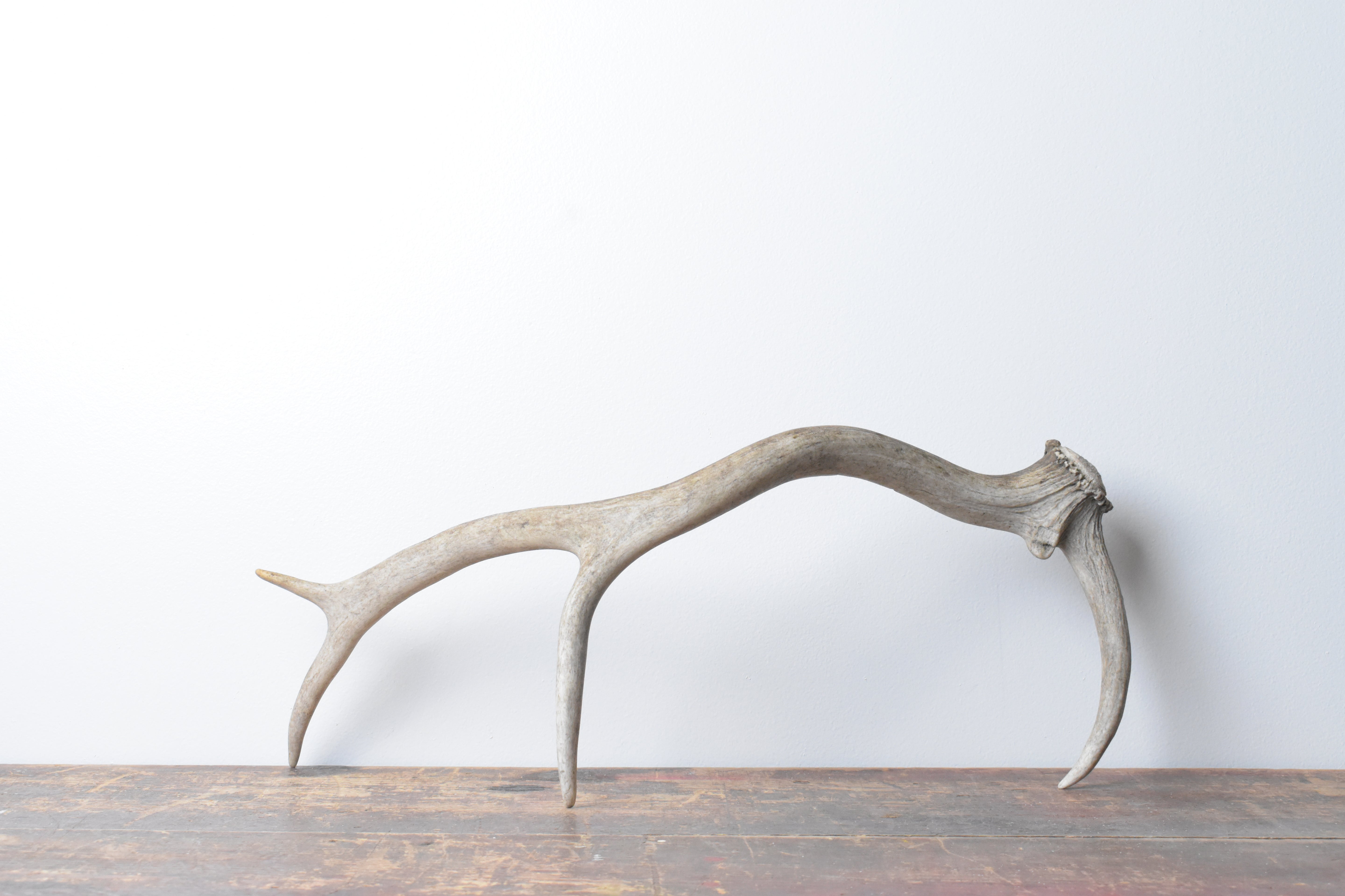 Elk Antler | Small Size | 73