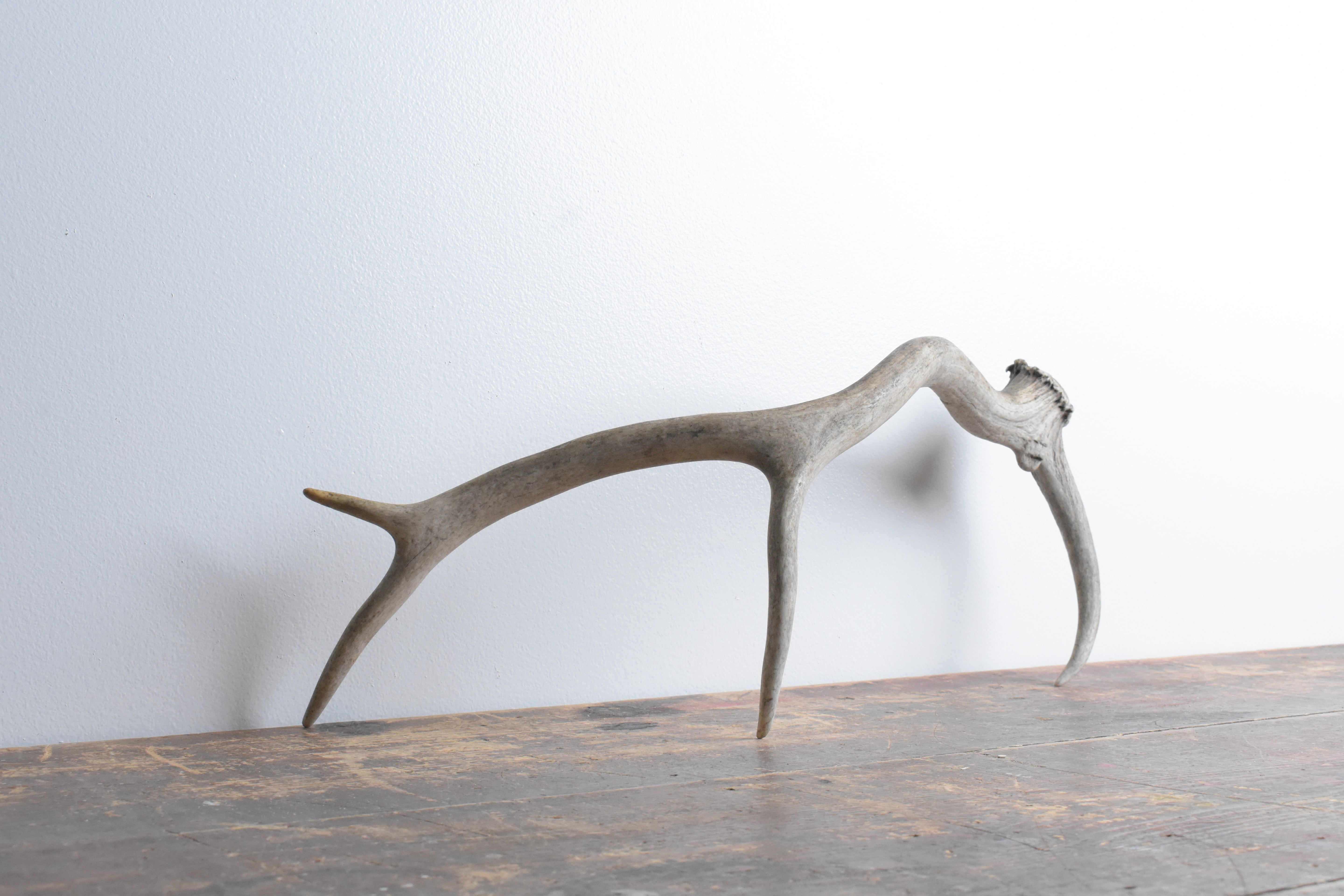 Elk Antler | Small Size | 73