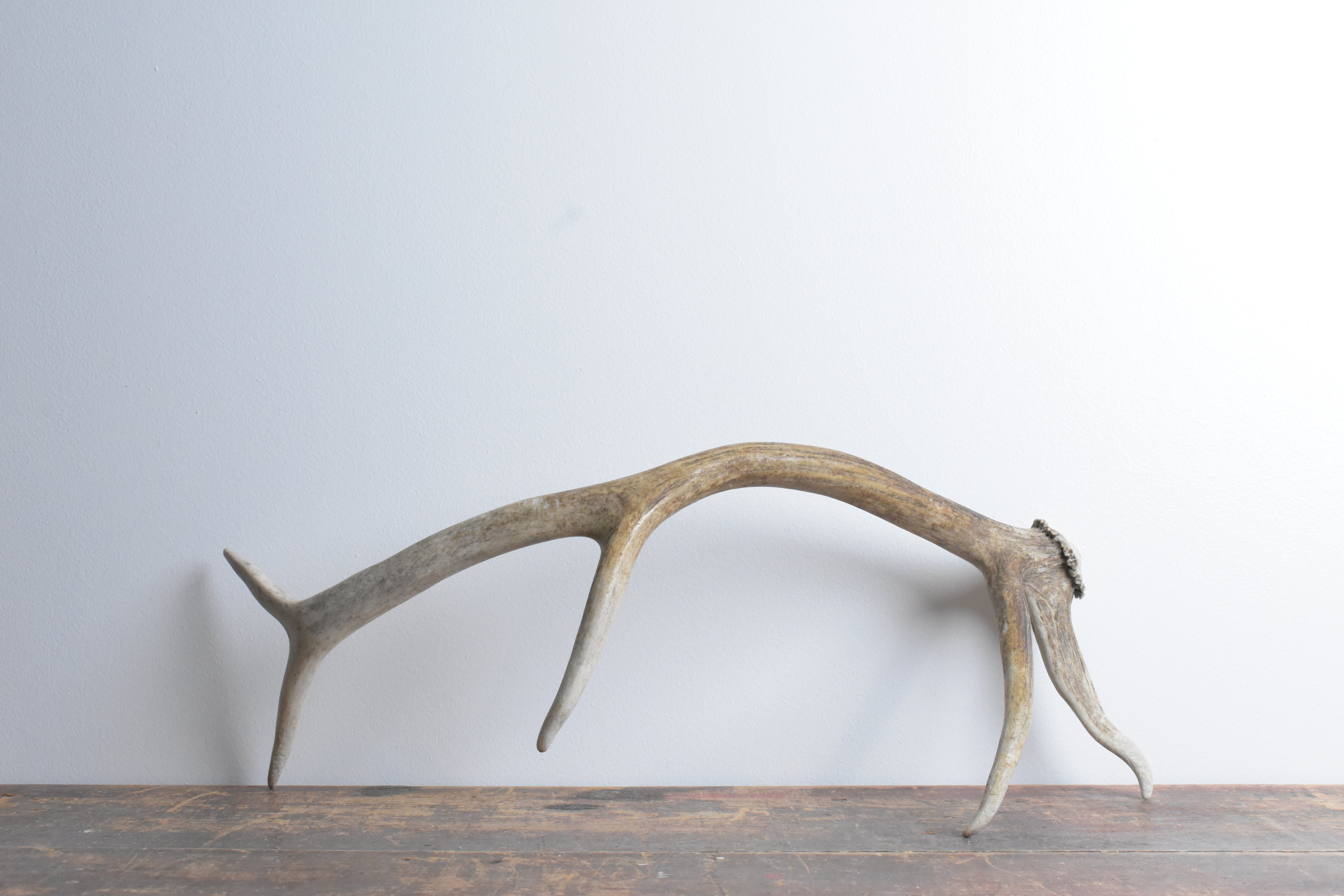 Elk Antler | Small Size | 90