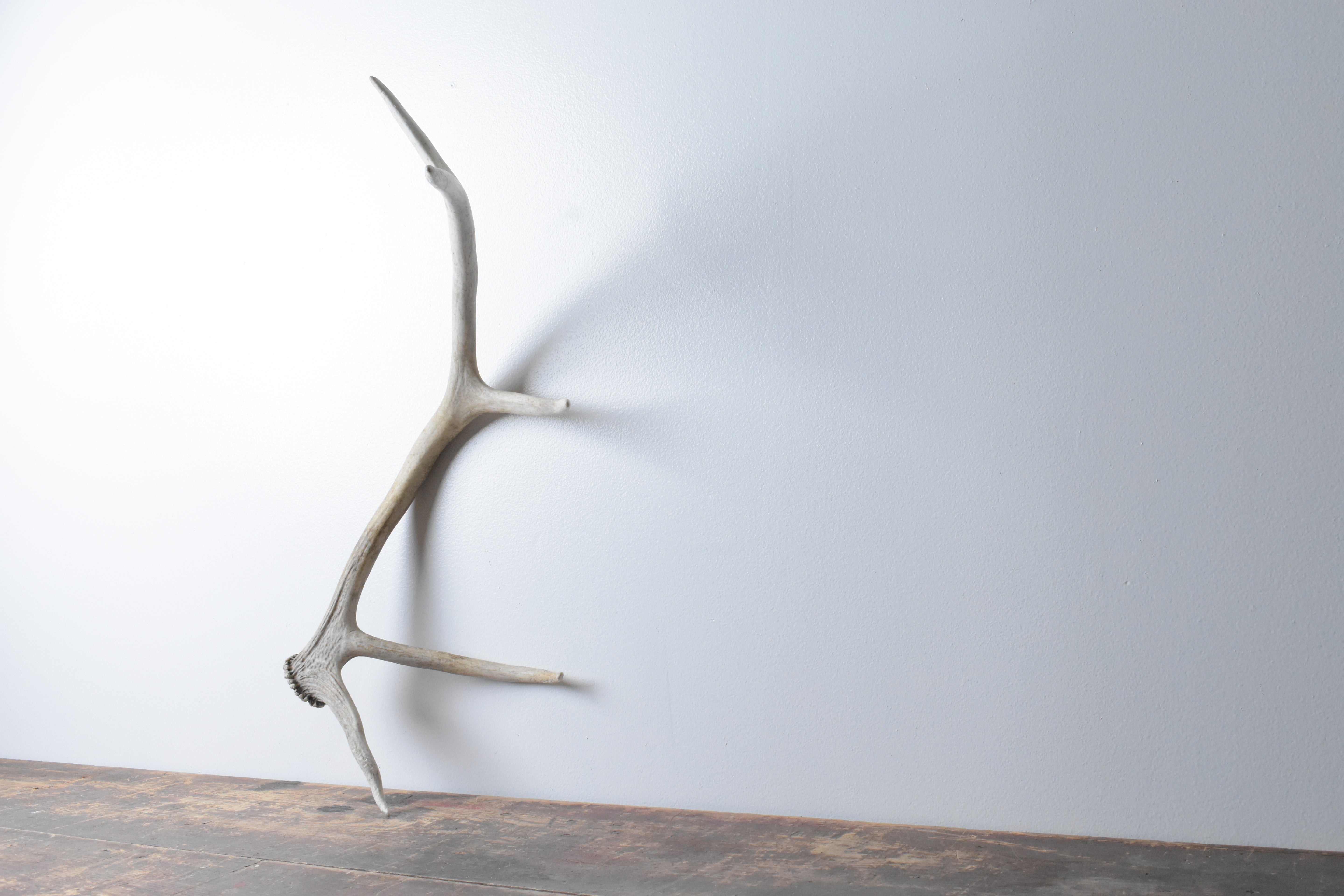 Elk Antler | Small Size | 90