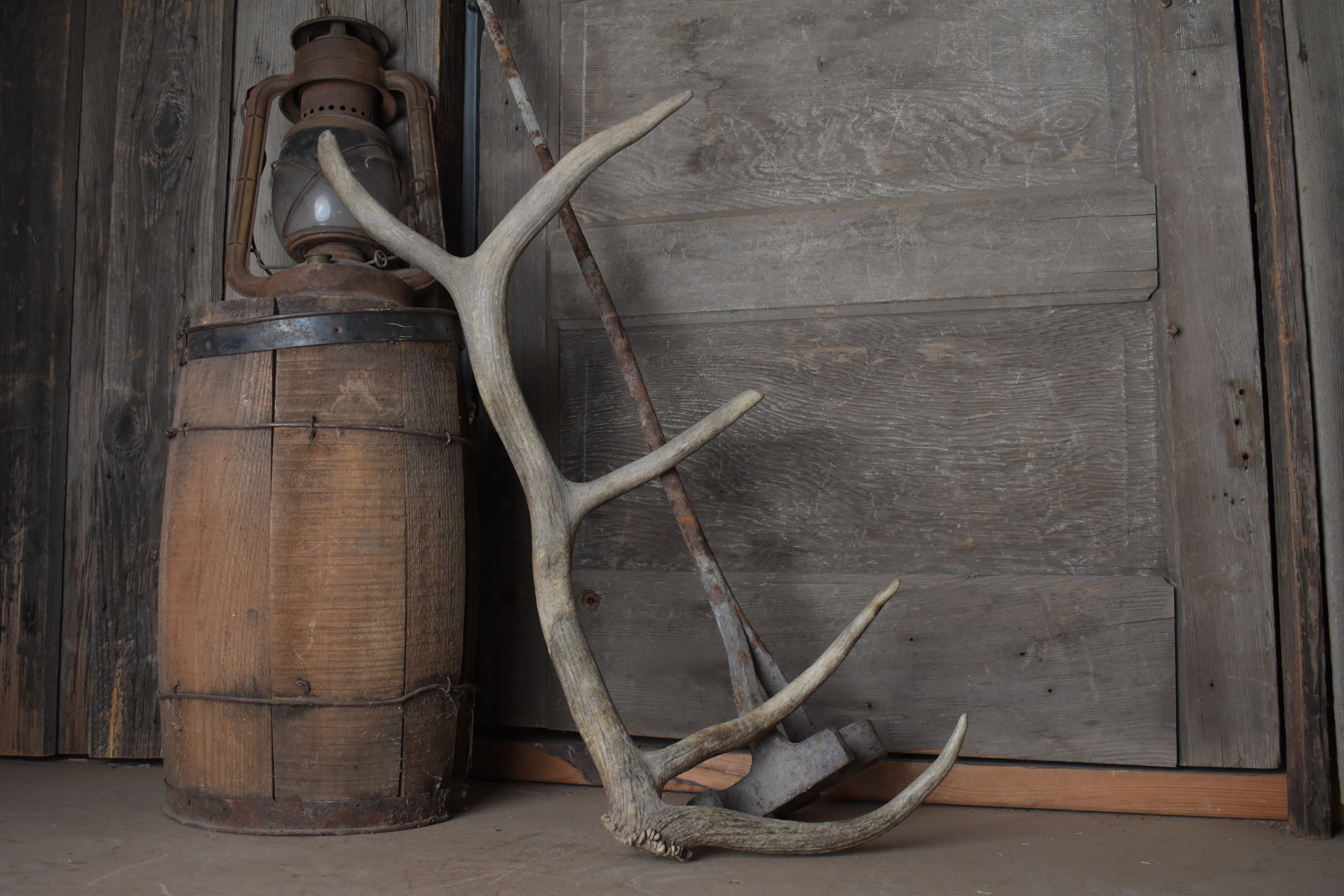 Elk Antler | Small Size | 91