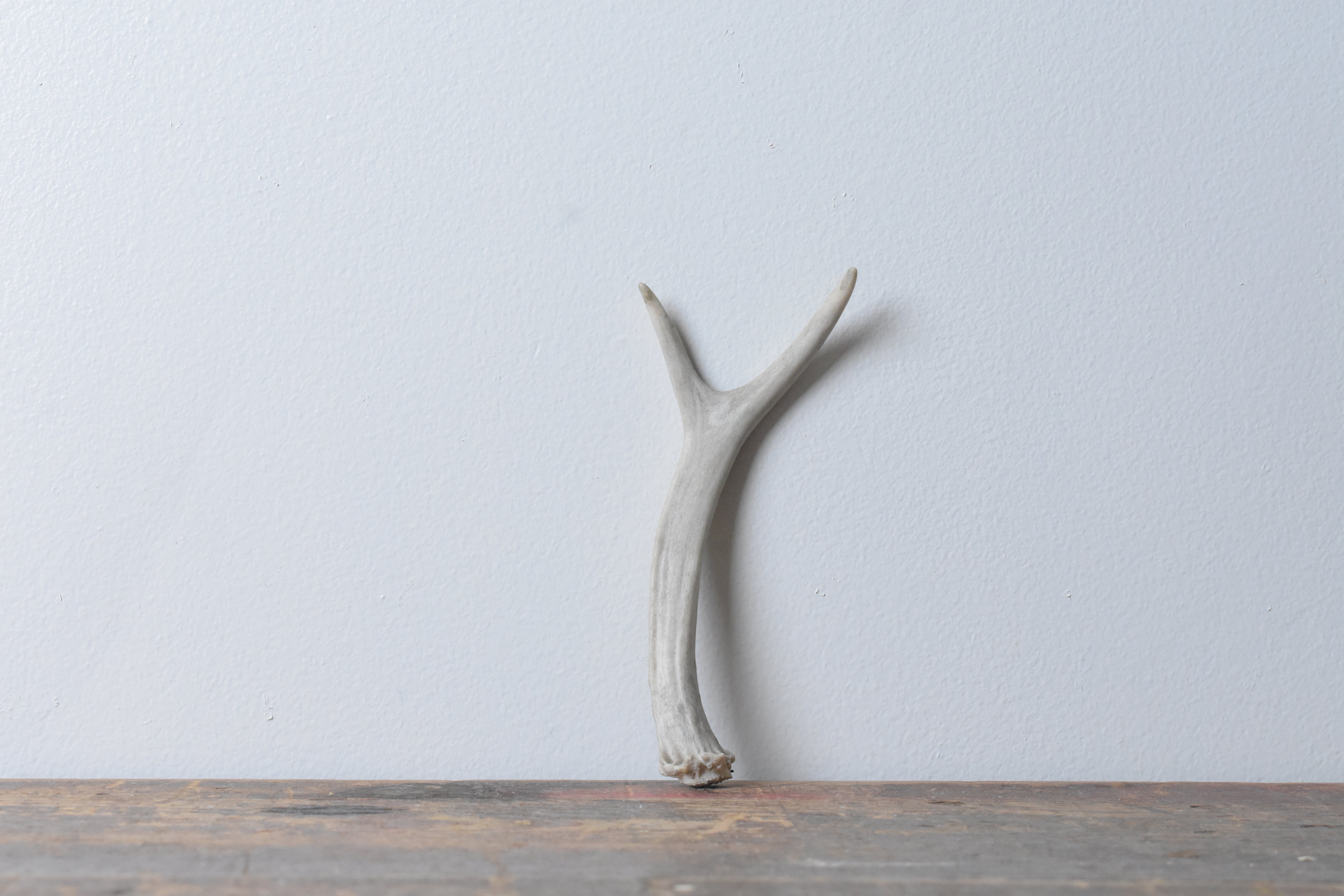 Mule Deer Antler | Extra-Small Size | 23