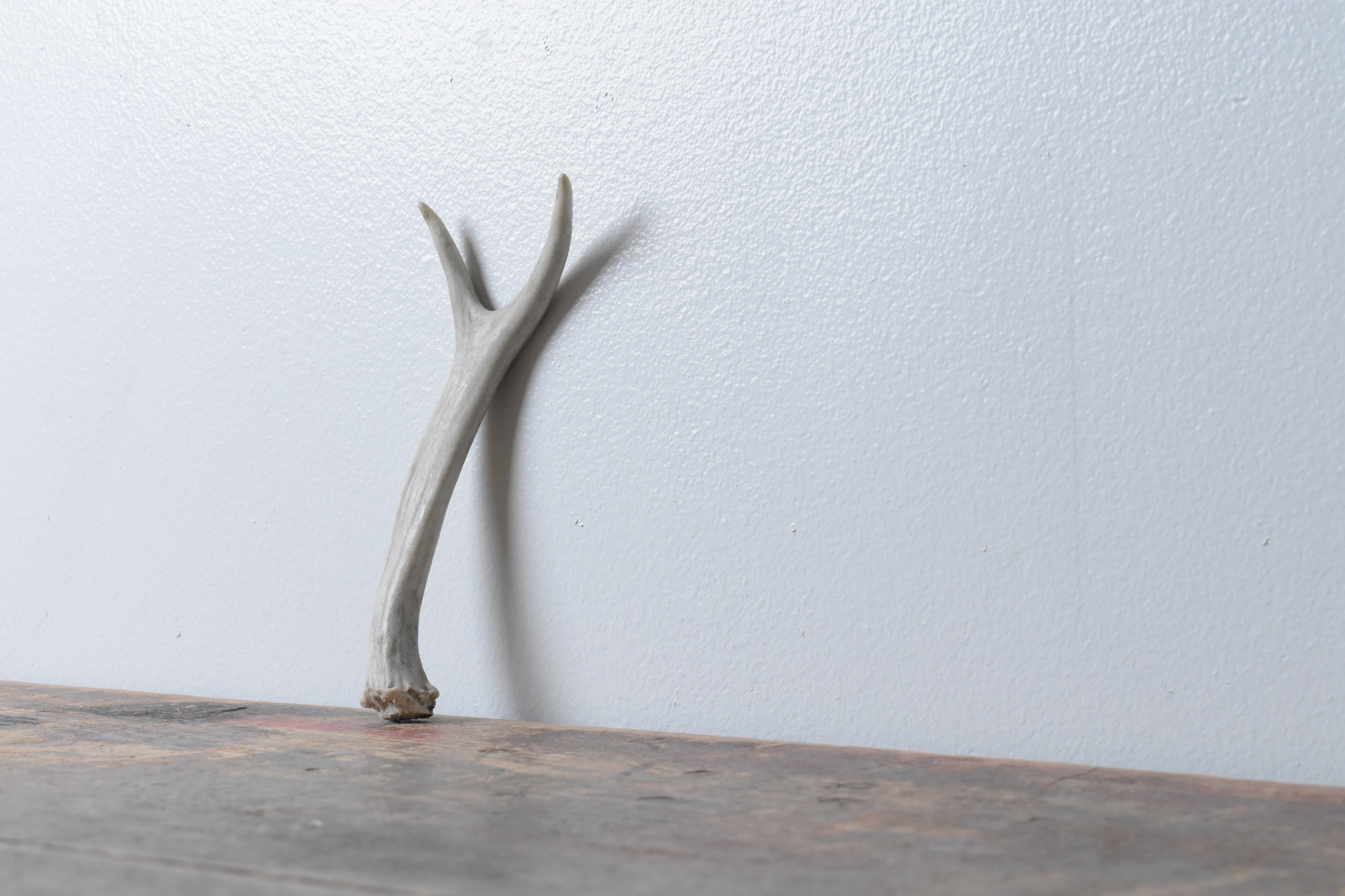 Mule Deer Antler | 23