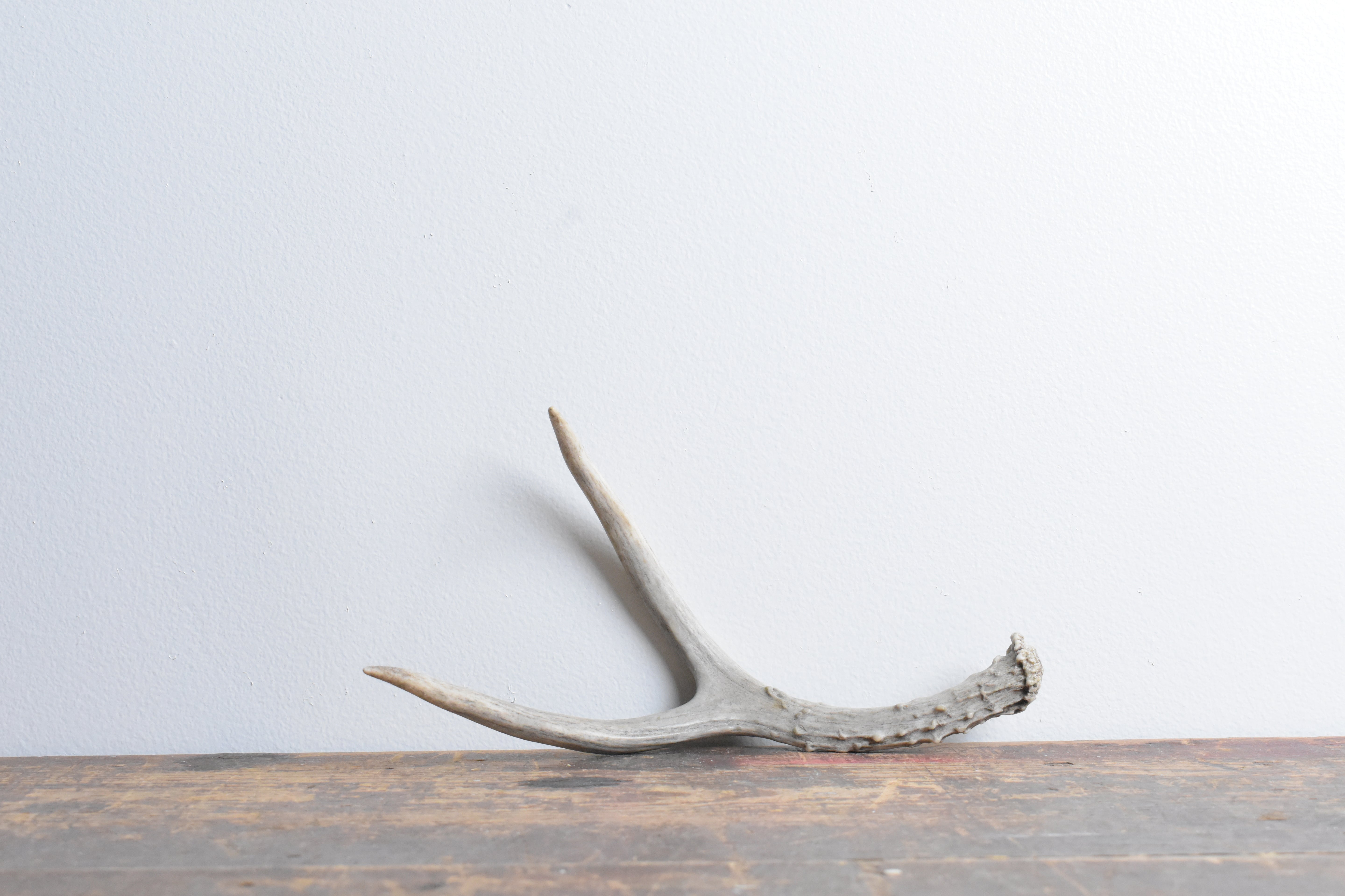 Mule Deer Antler | Extra-Small Size | 27