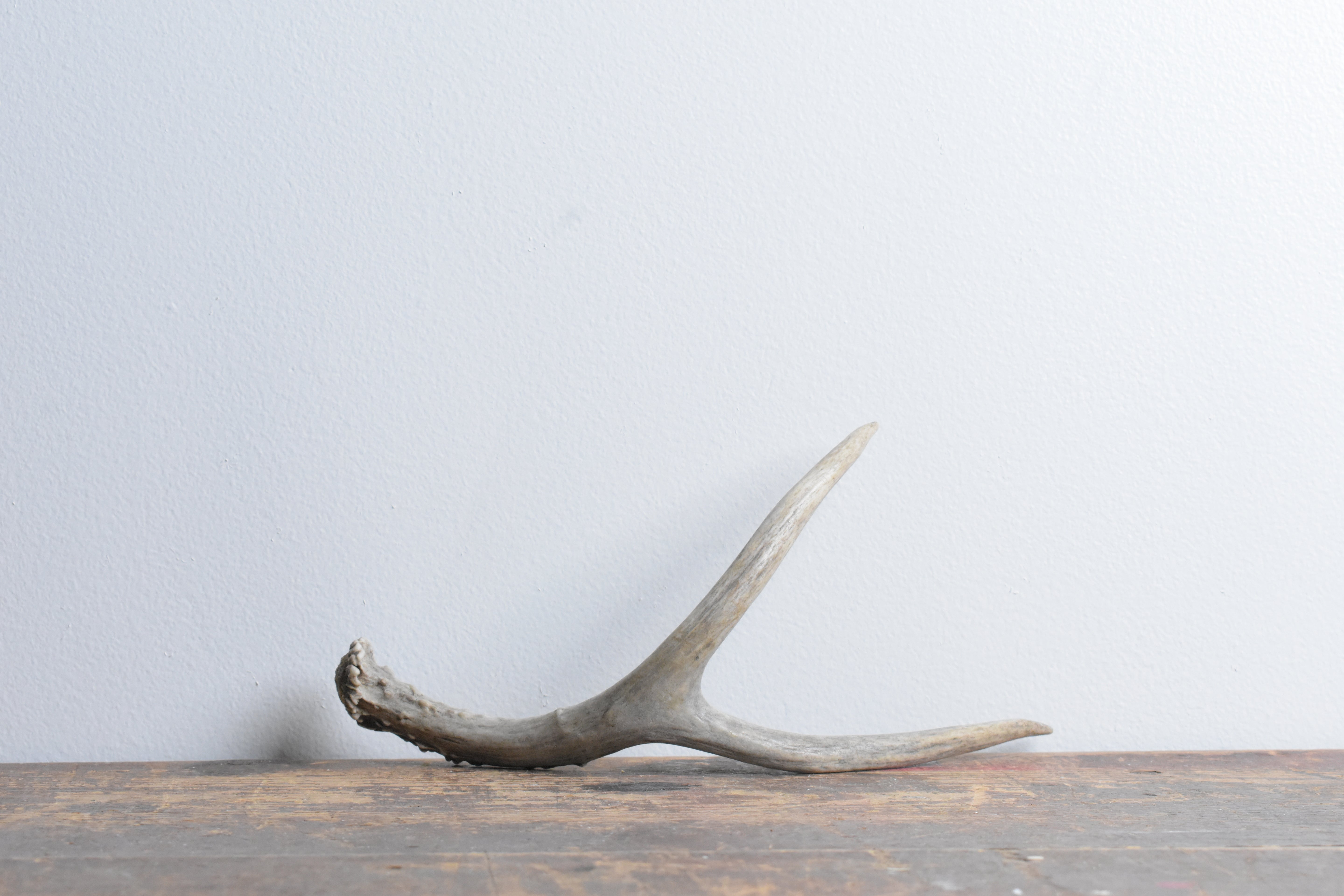 Mule Deer Antler | Extra-Small Size | 27