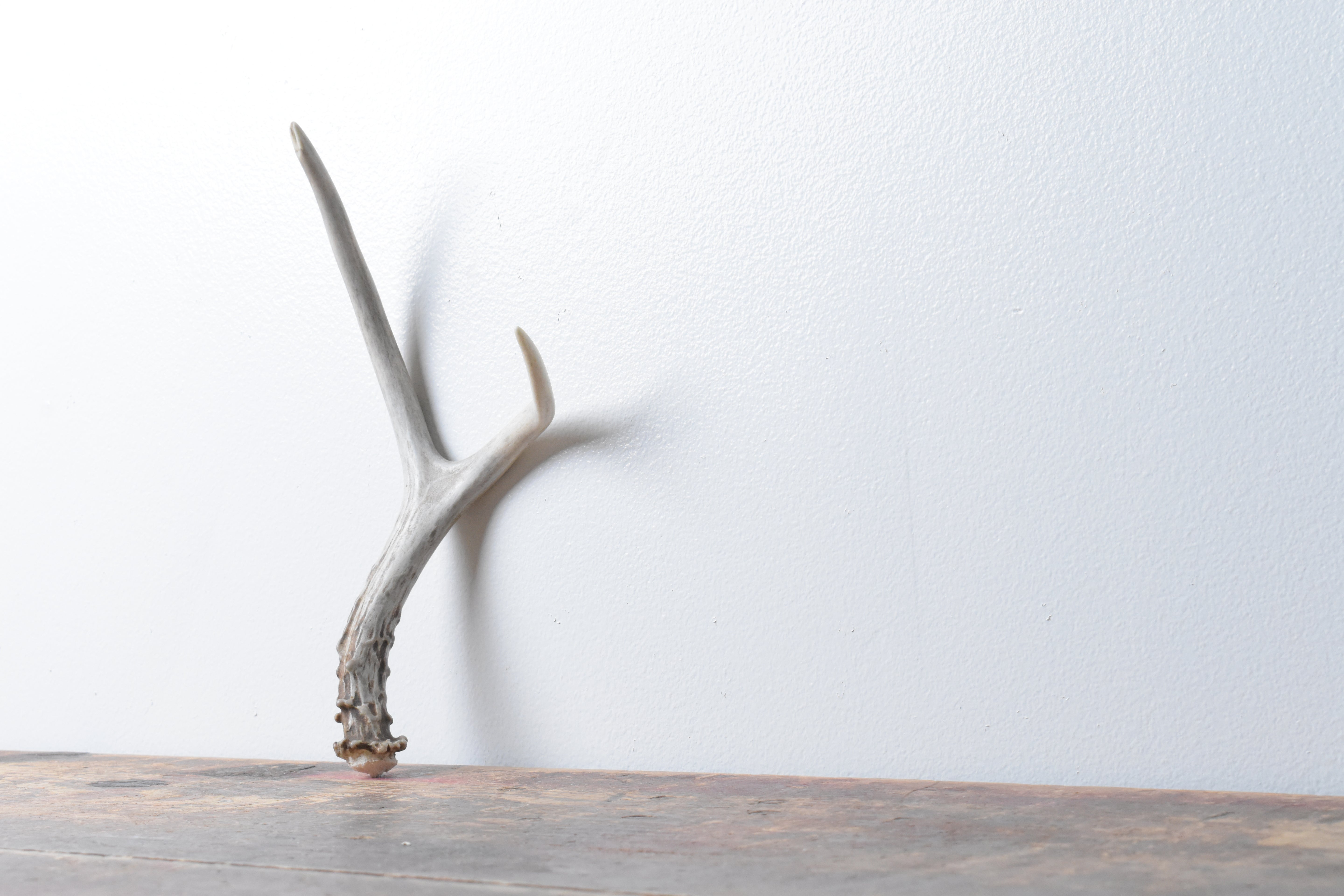 Mule Deer Antler | Small Size | 33