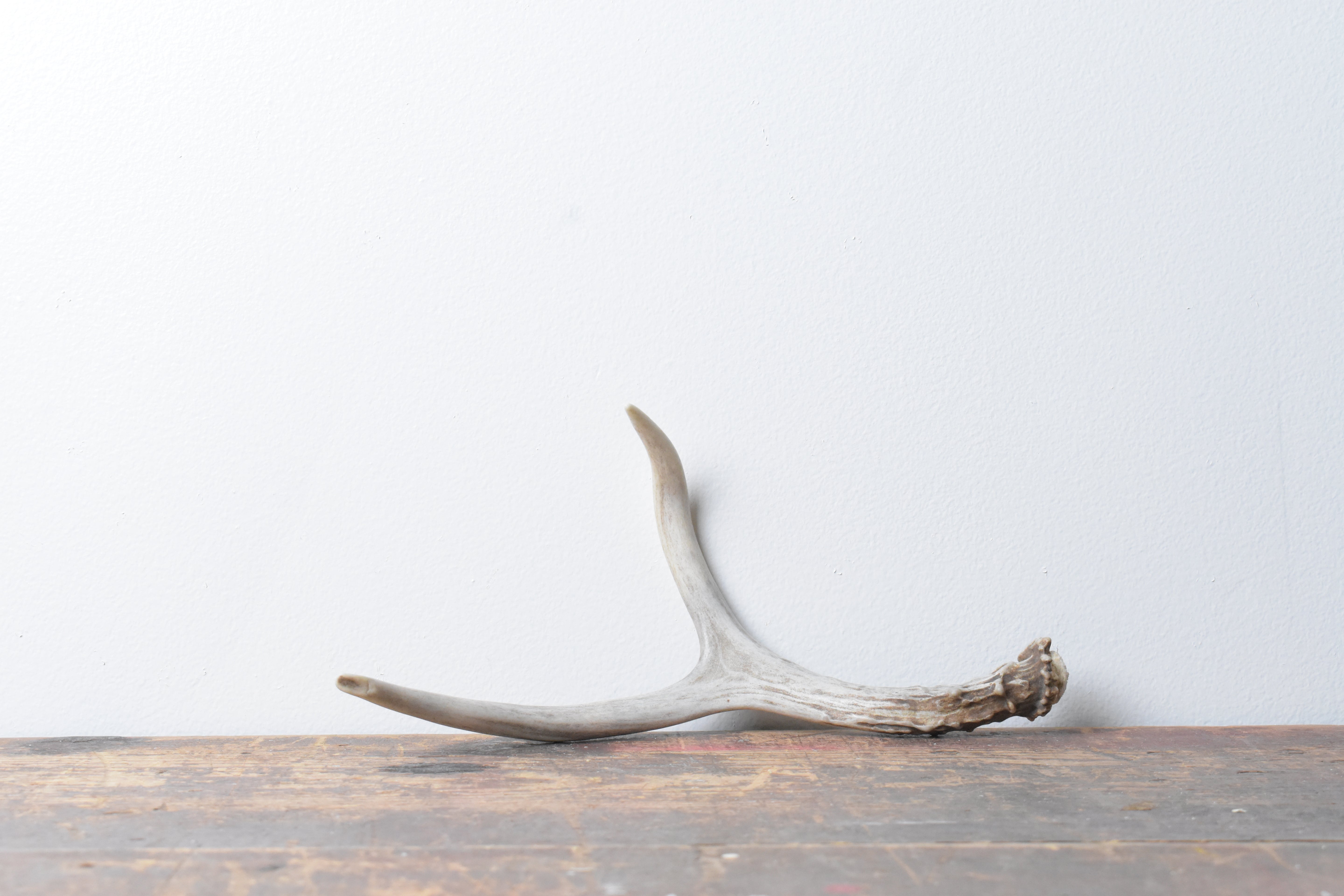 Mule Deer Antler | 33