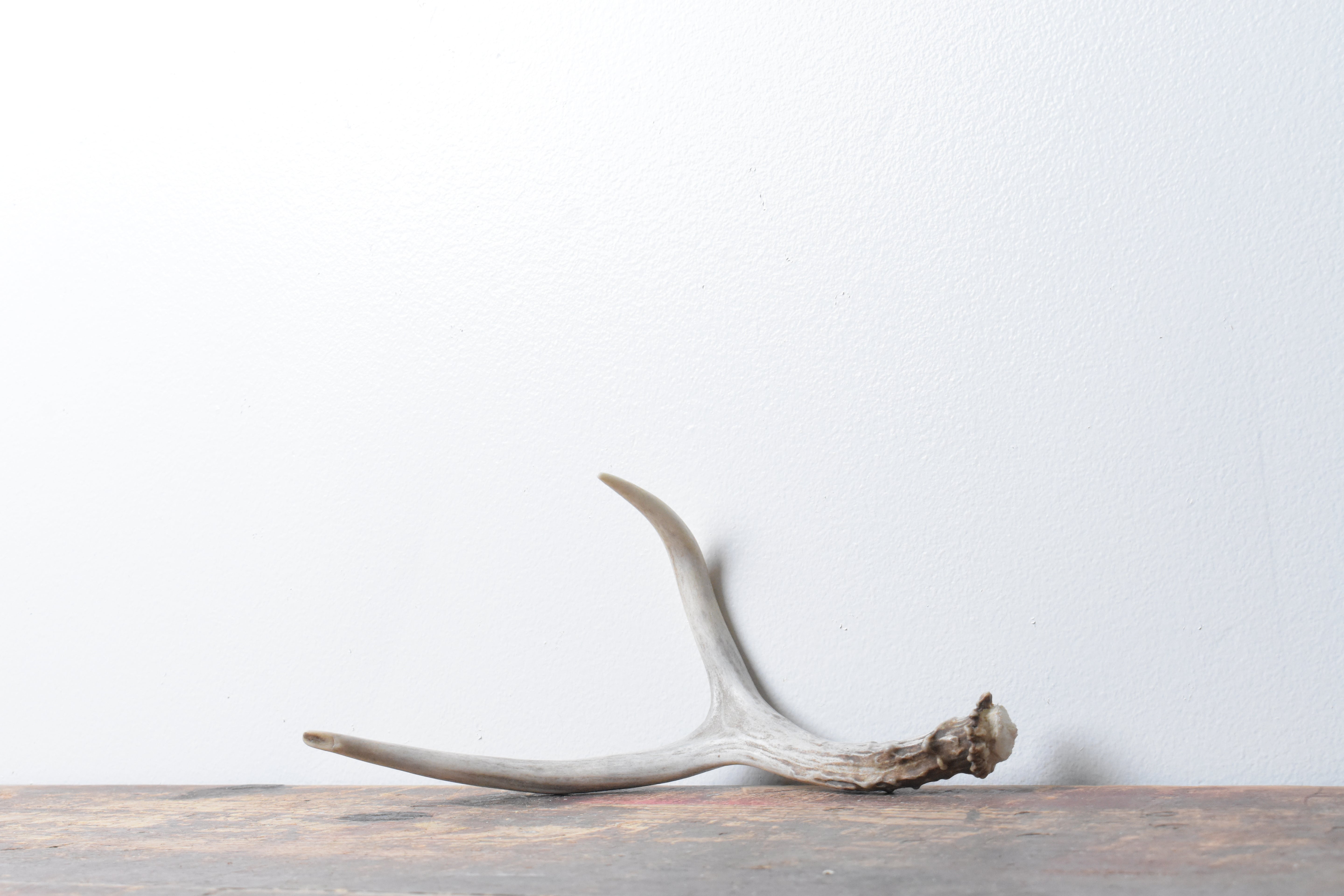 Mule Deer Antler | Small Size | 33