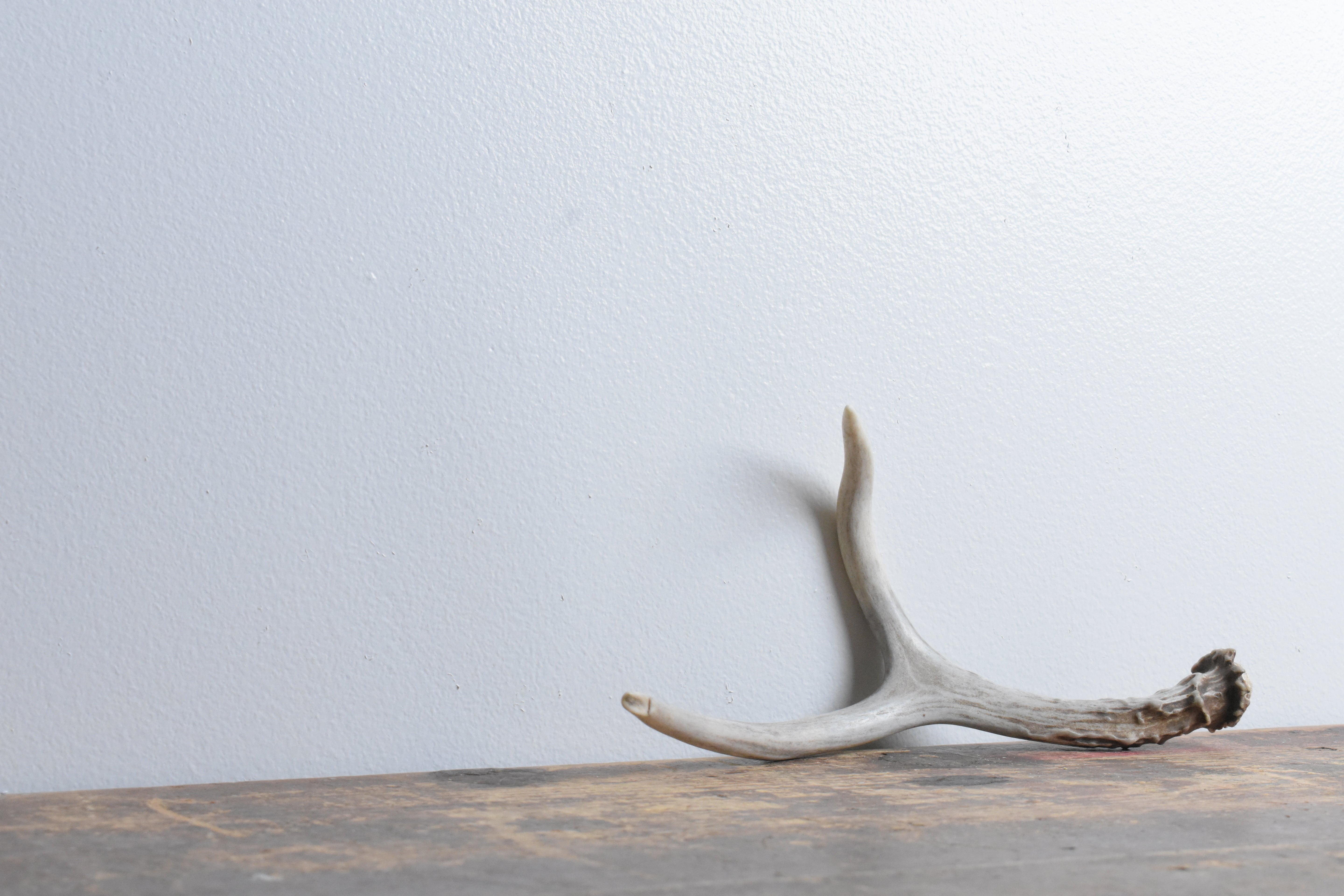 Mule Deer Antler | Small Size | 33
