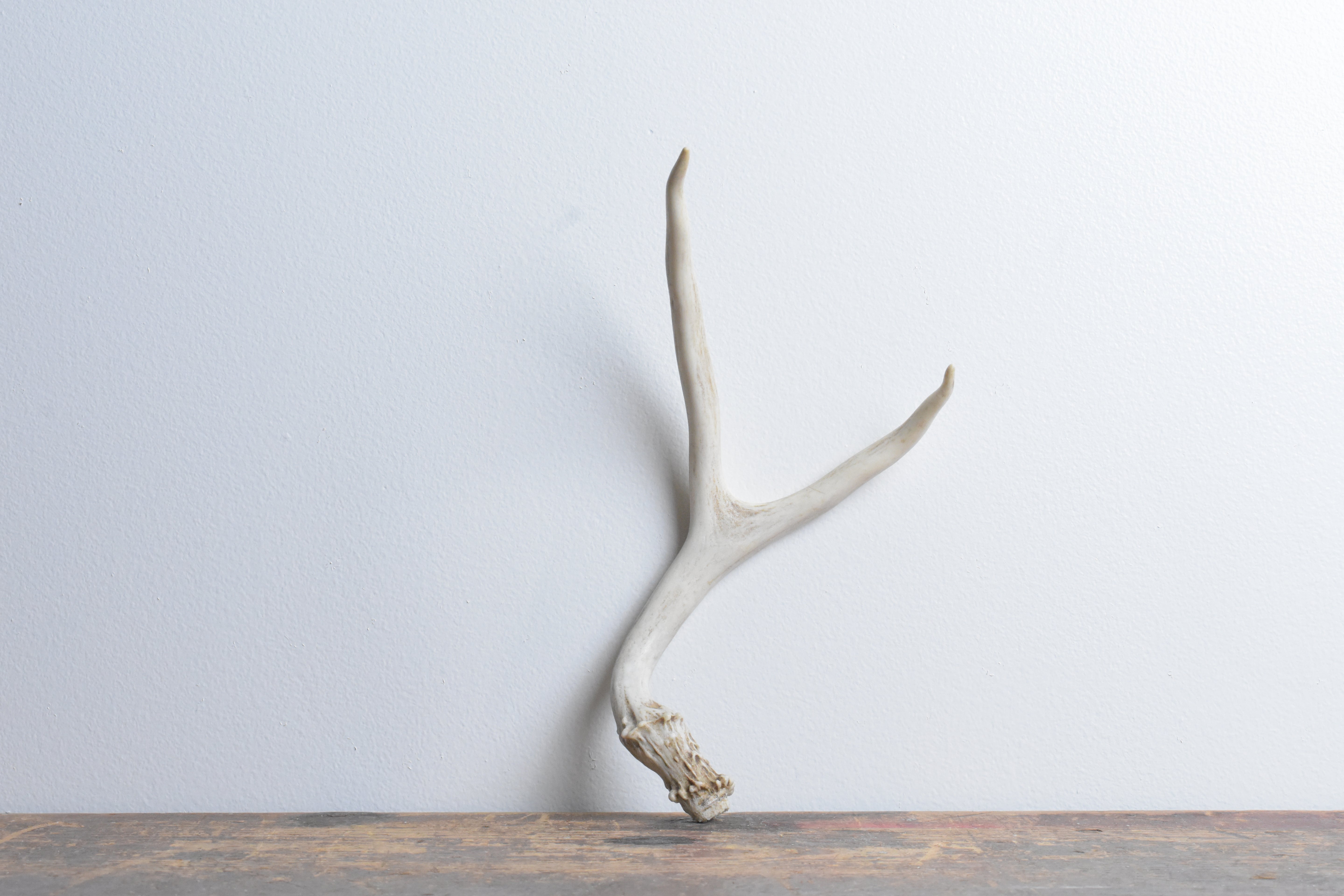 Mule Deer Antler | 26