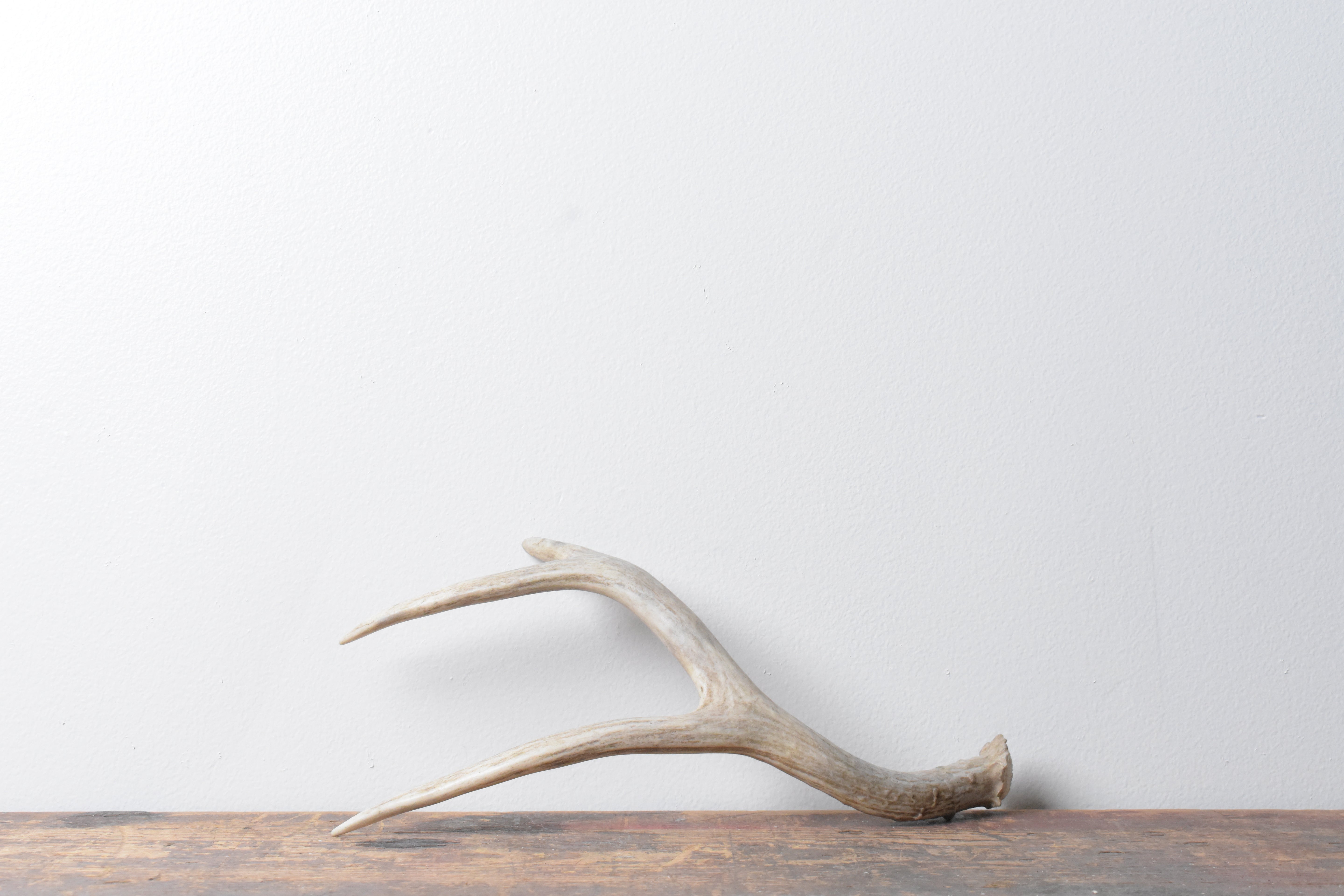 Mule Deer Antler | Small Size | 25