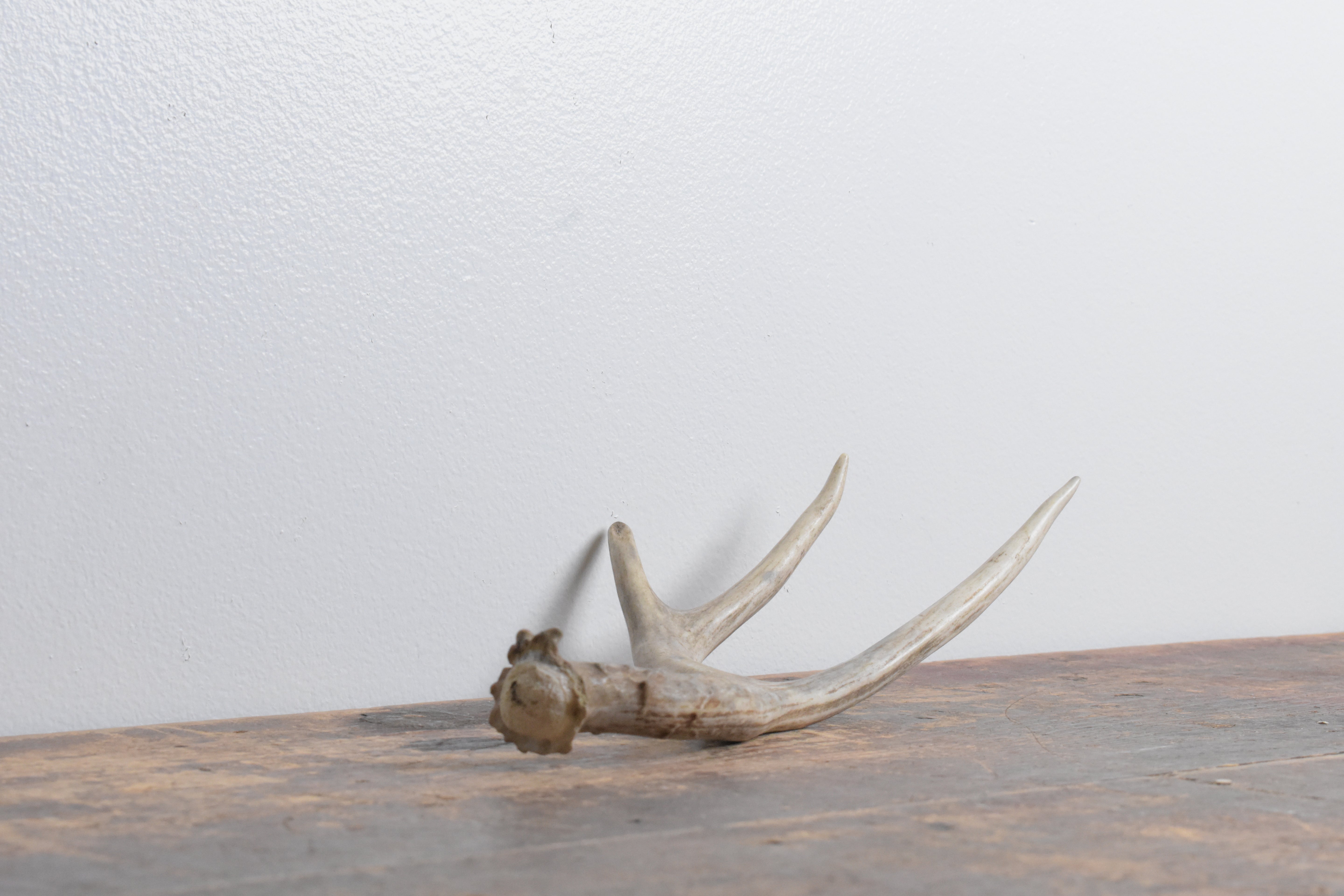 Mule Deer Antler | Small Size | 25