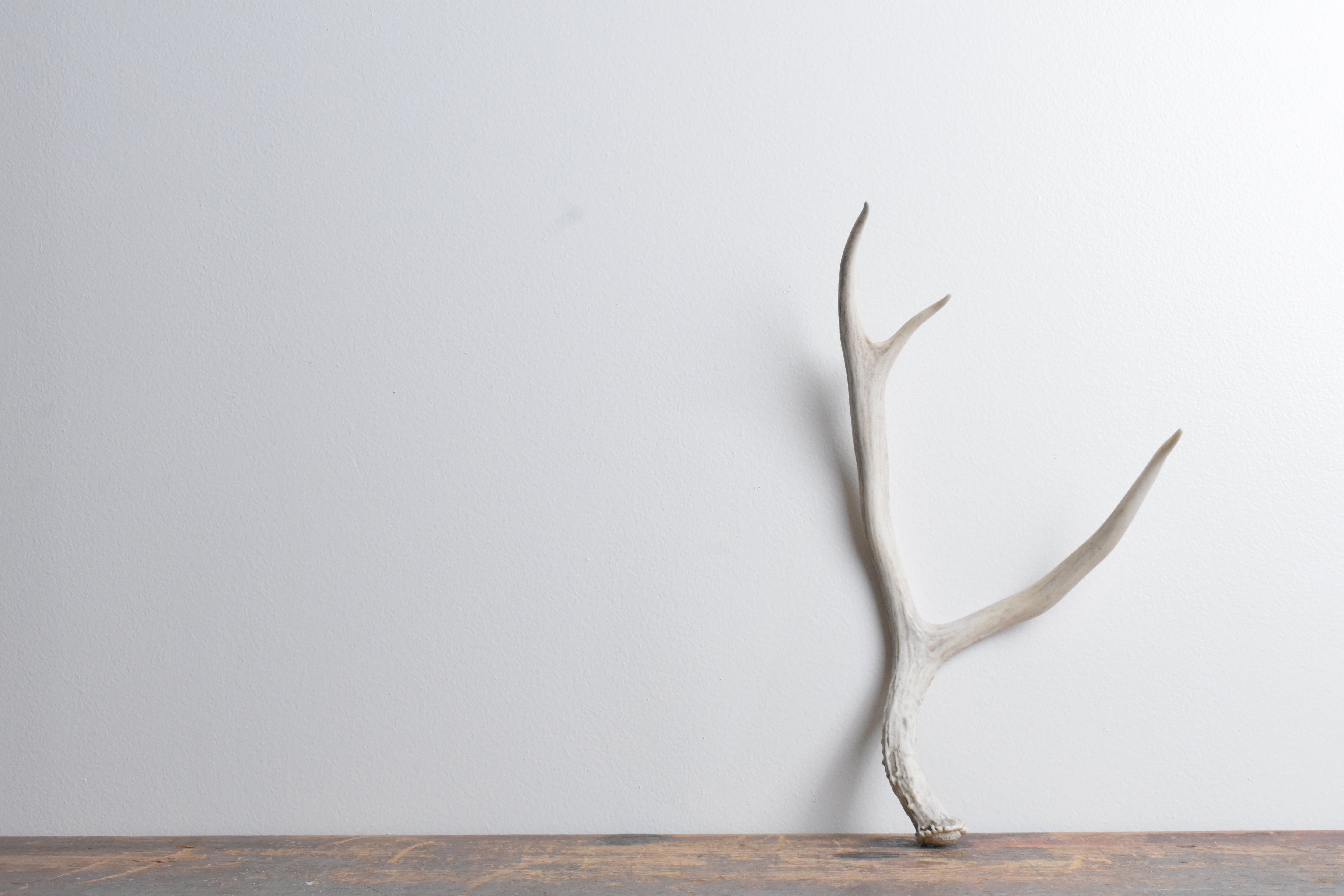Mule Deer Antler | 39