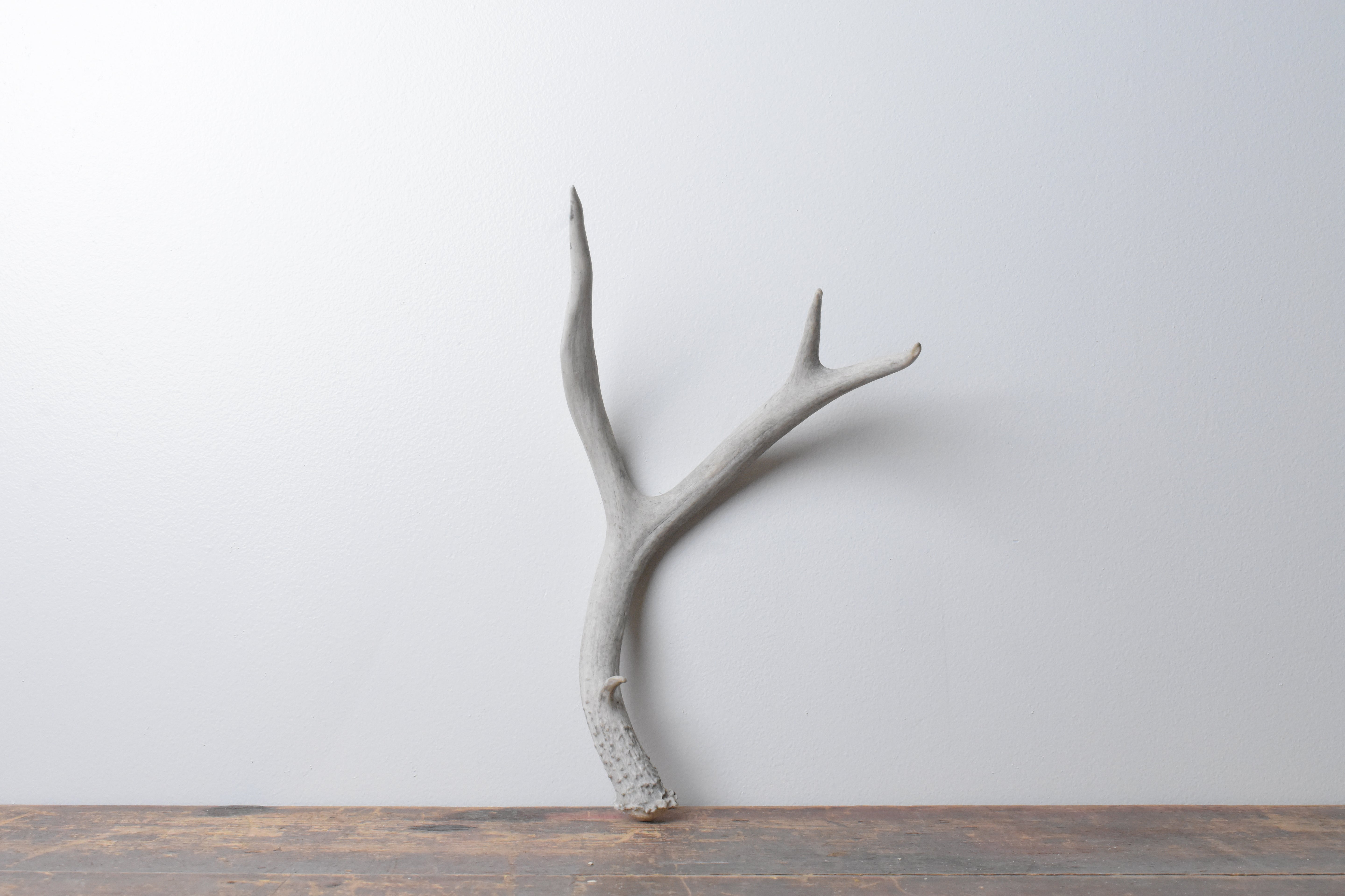 Mule Deer Antler | 46