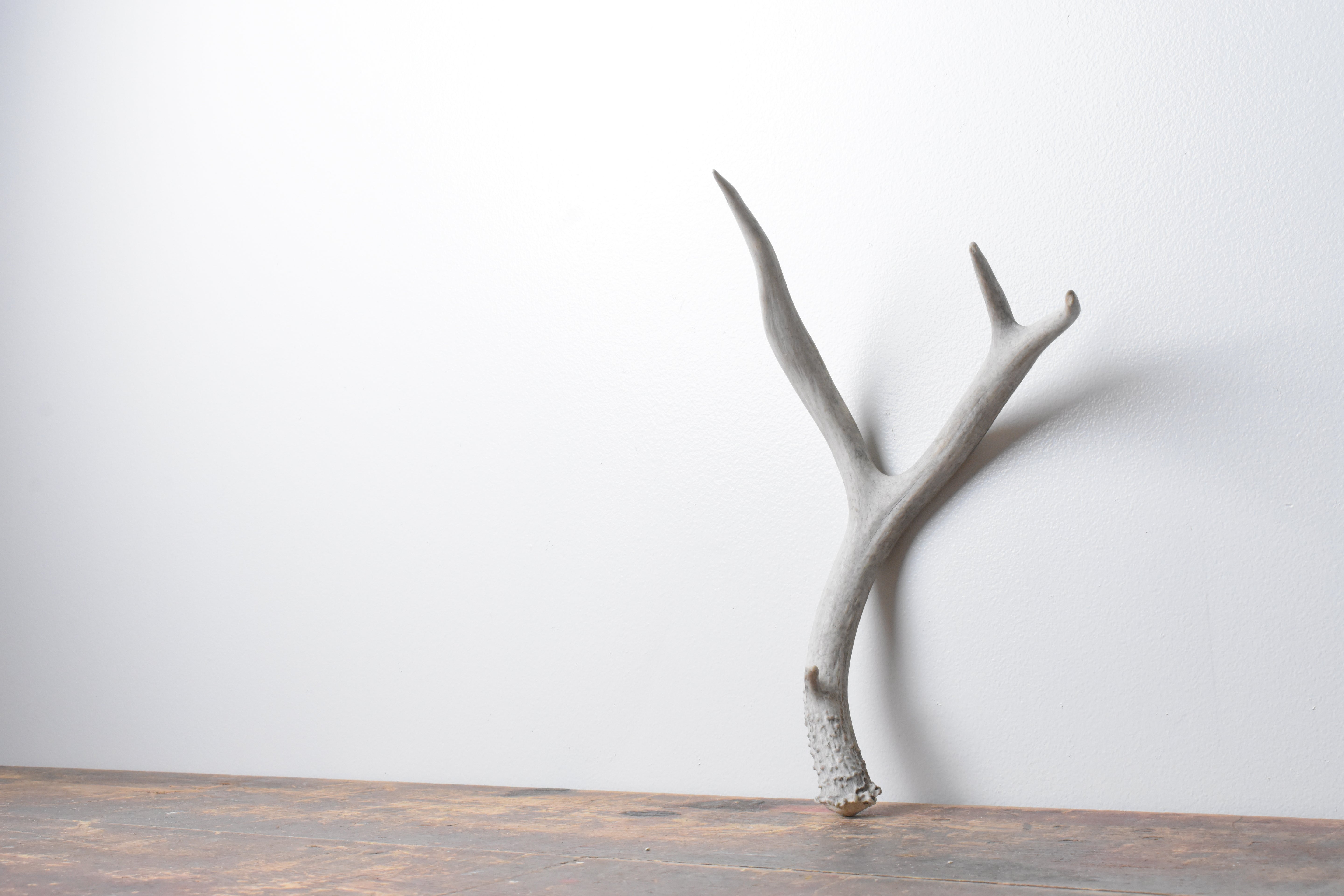 Mule Deer Antler | Medium Size | 46