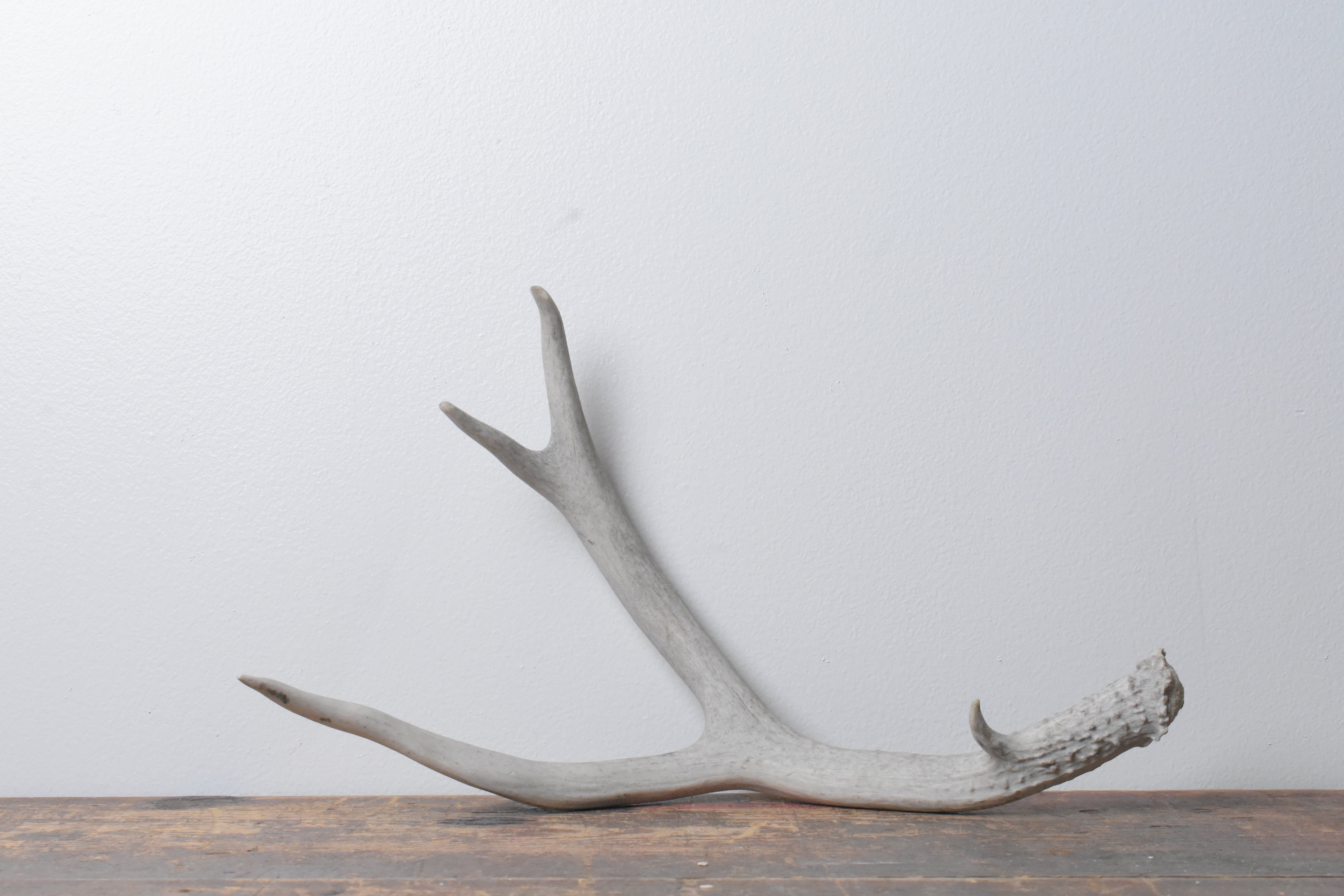 Mule Deer Antler | Medium Size | 46
