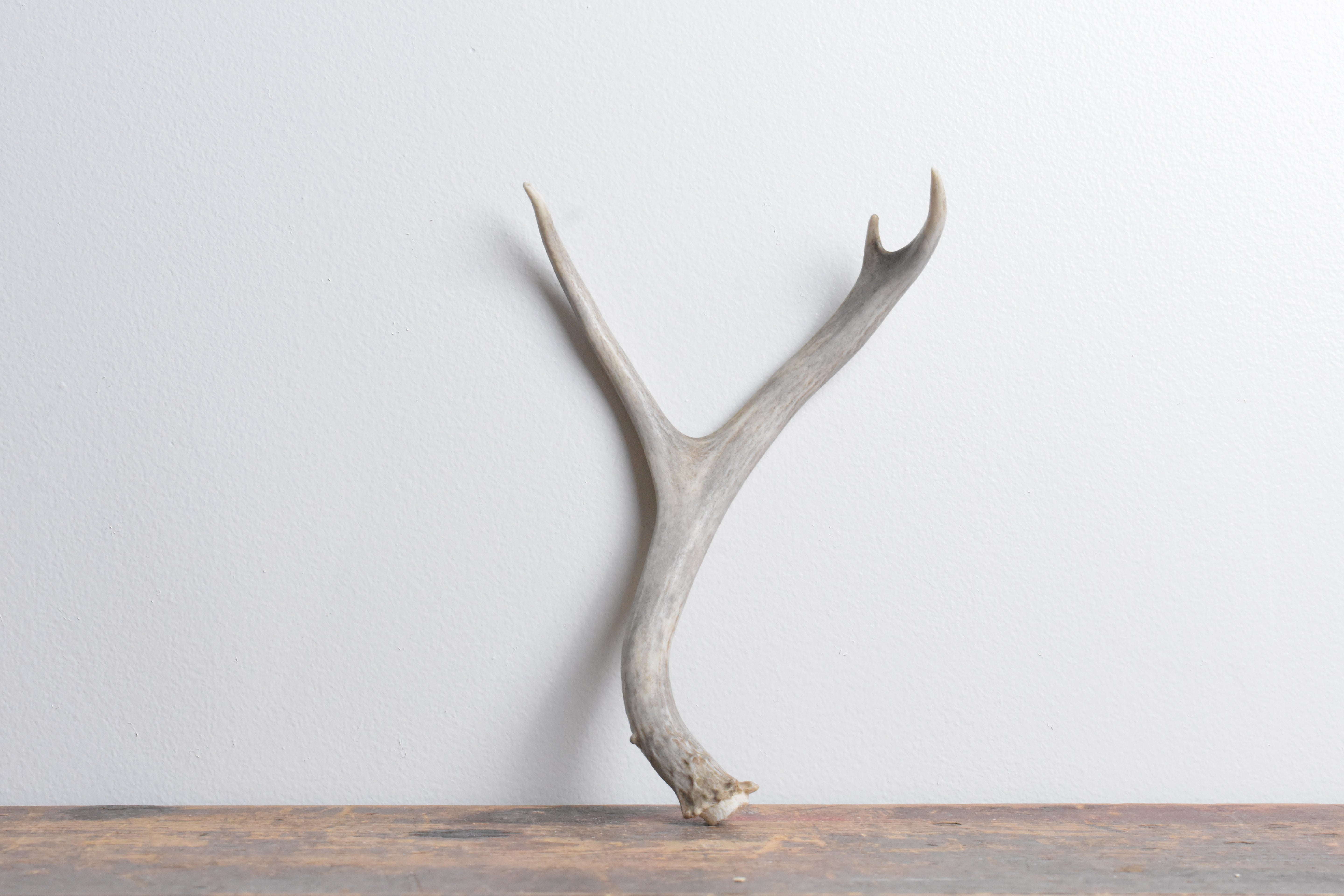 Mule Deer Antler | 28