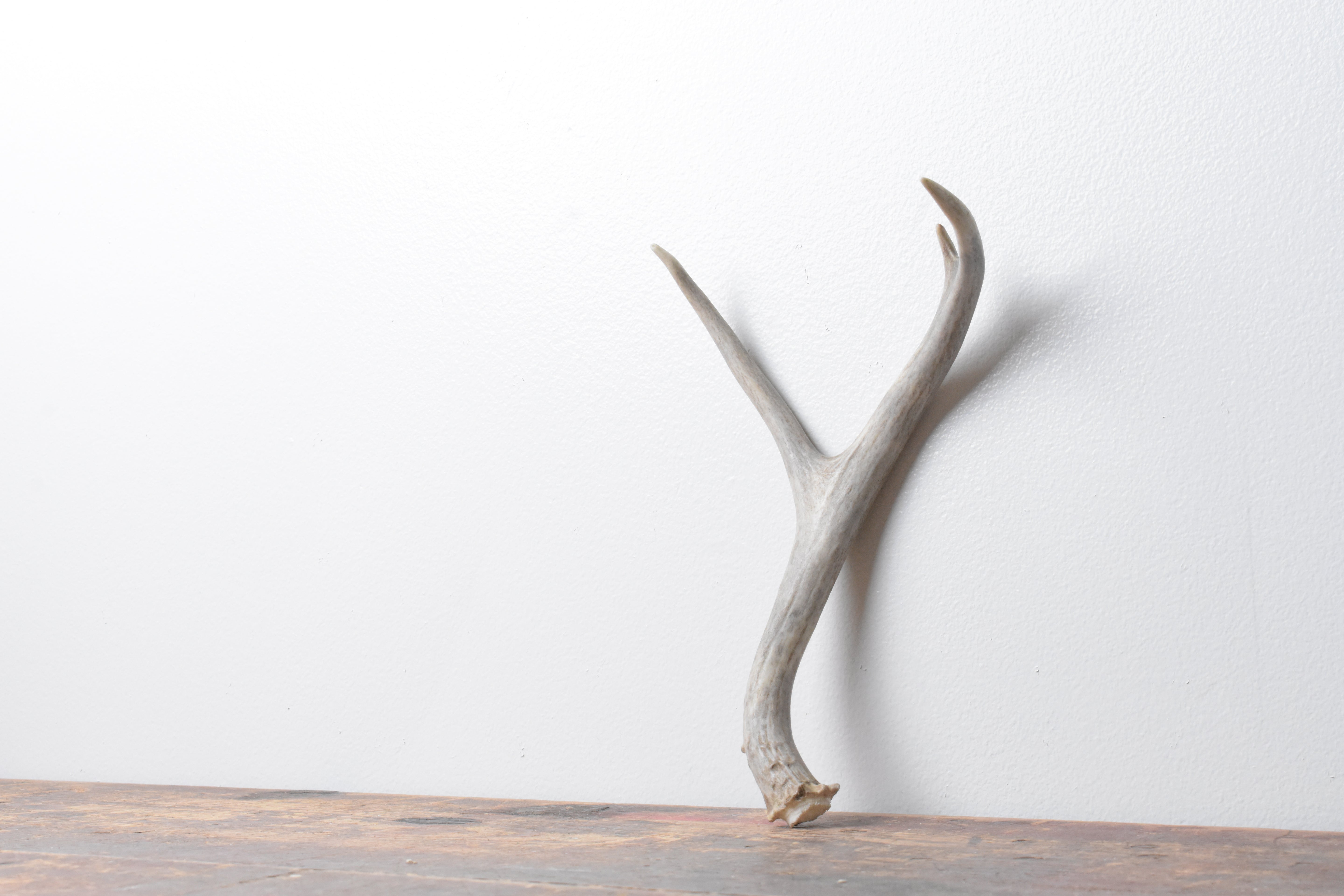 Mule Deer Antler | Small Size | 28
