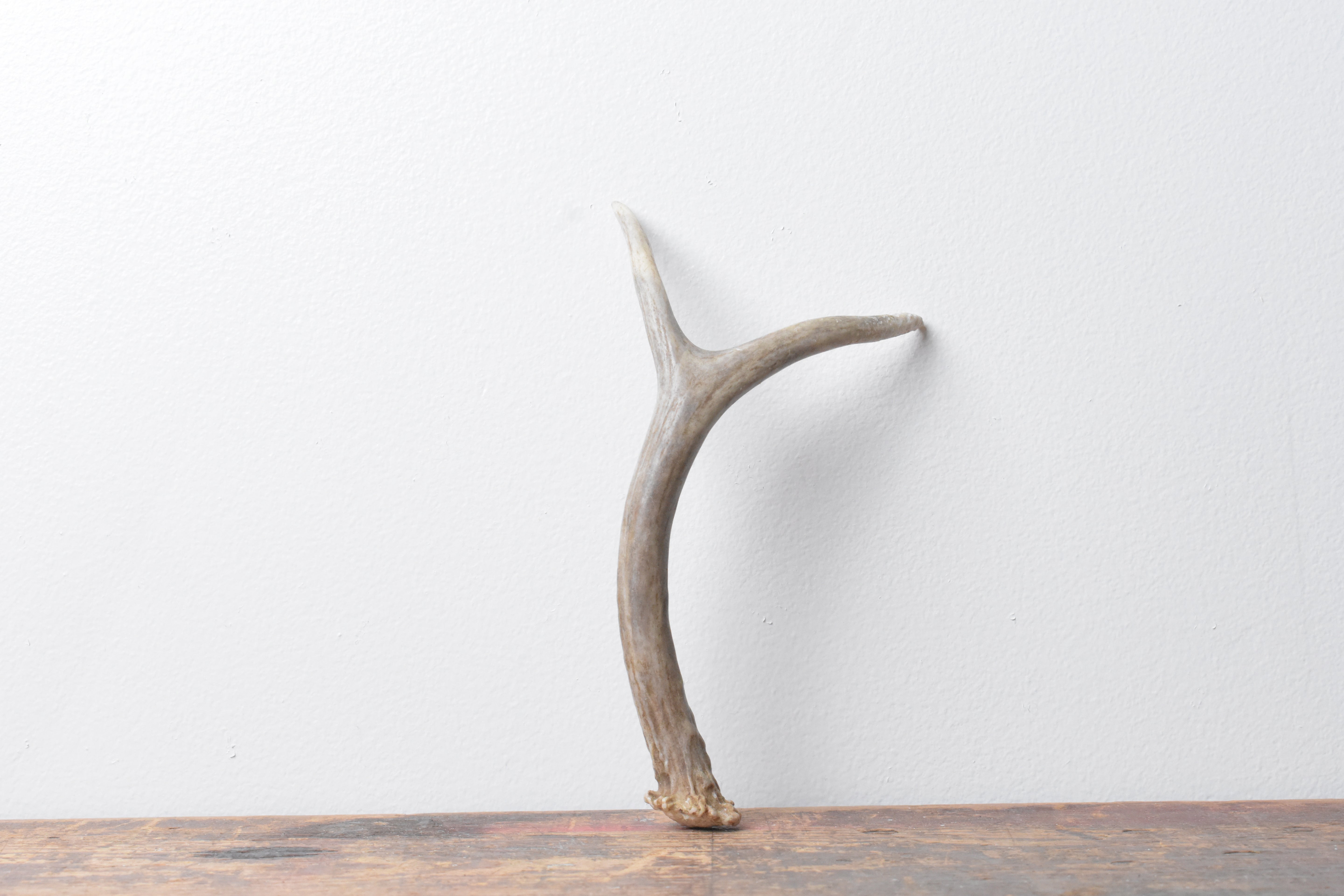Mule Deer Antler | 21