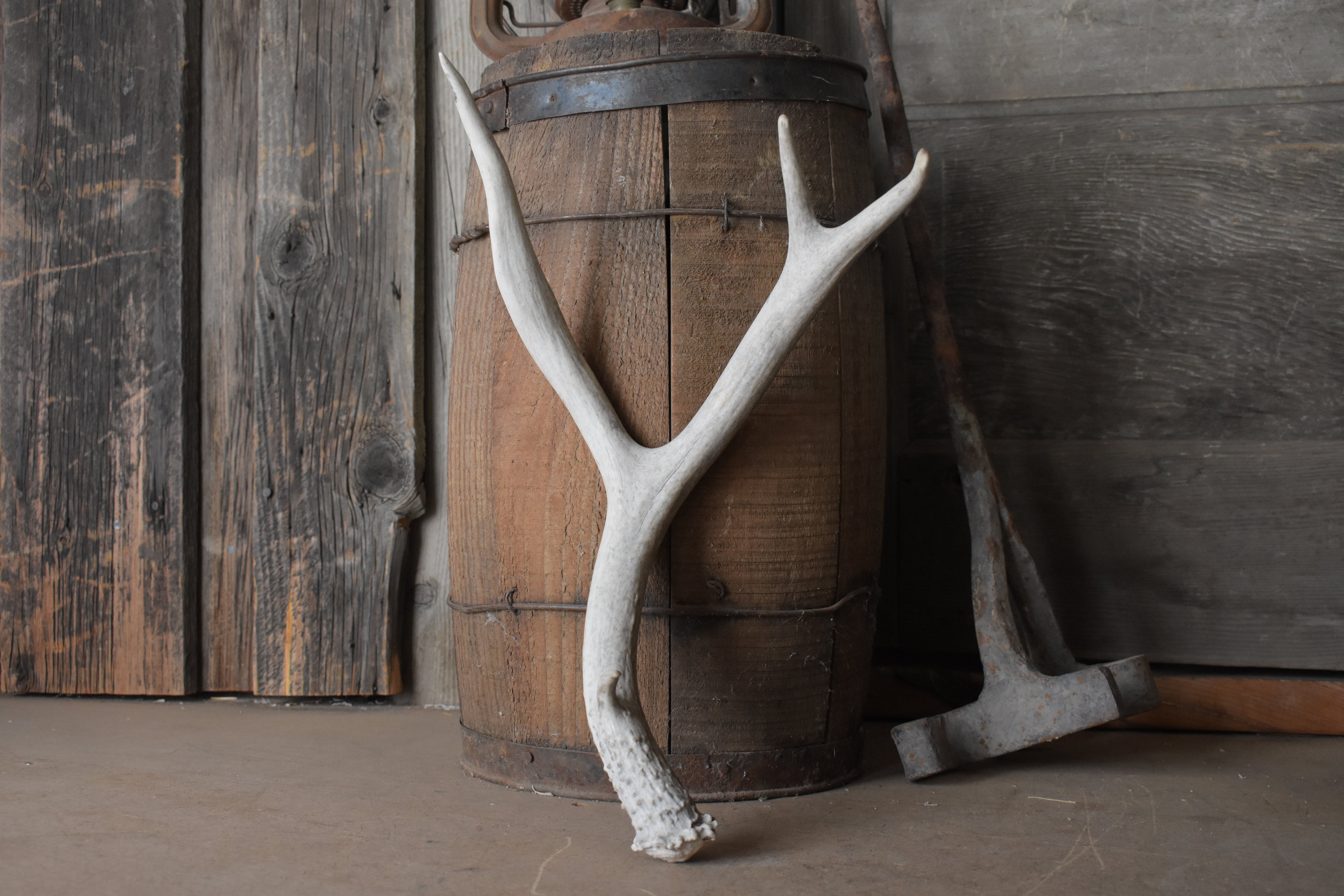 Mule Deer Antler | 46