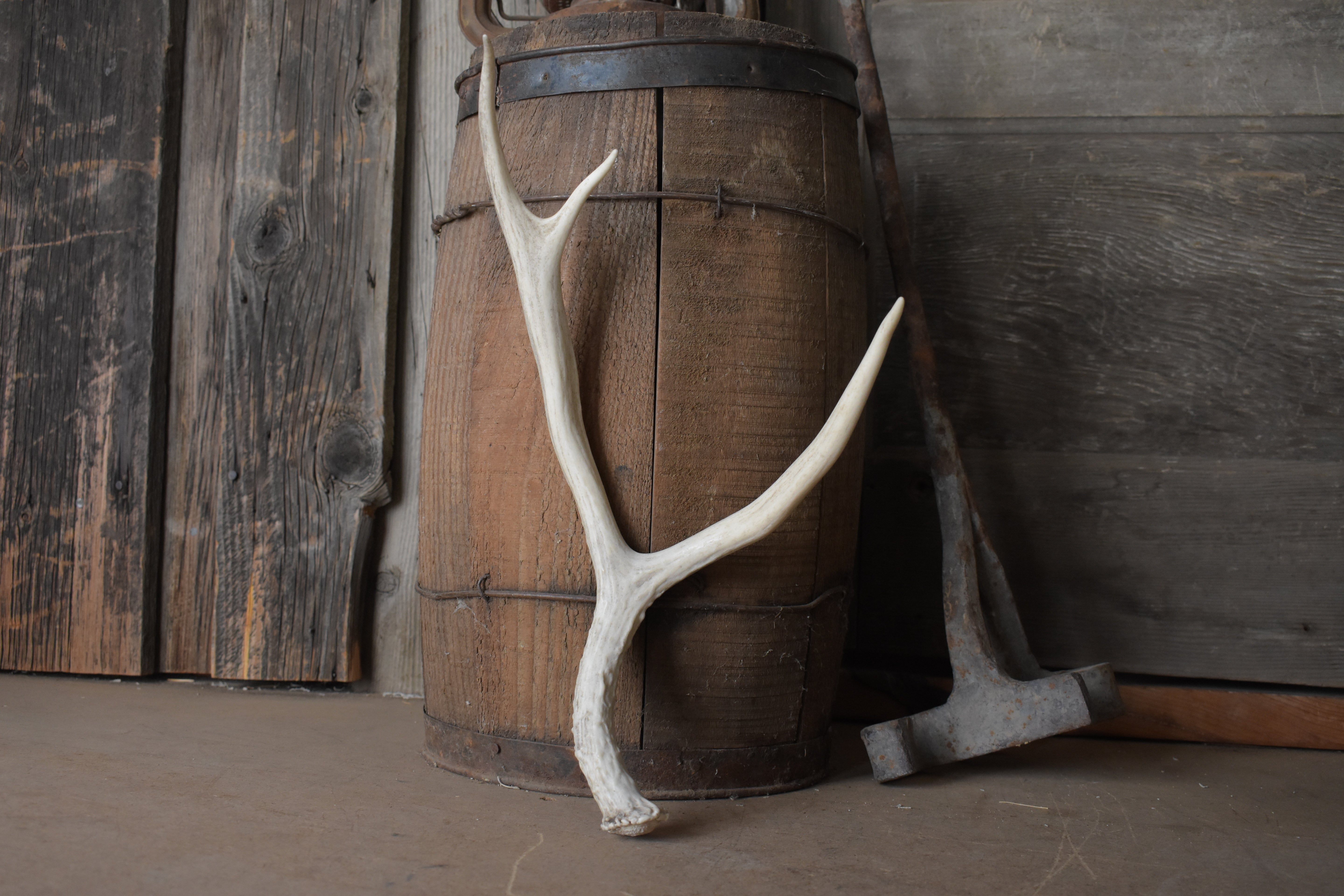 Mule Deer Antler | 39