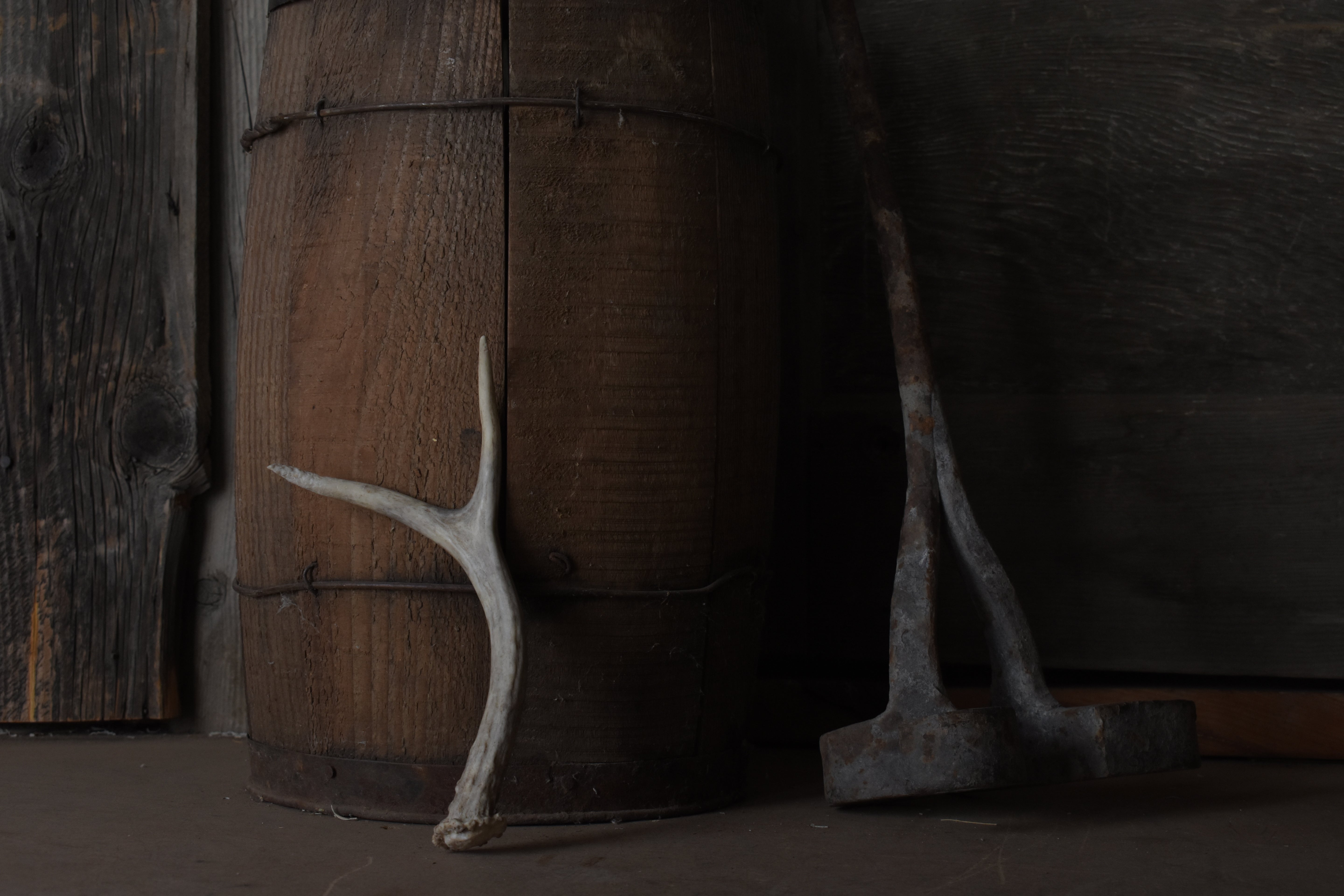 Mule Deer Antler | 21