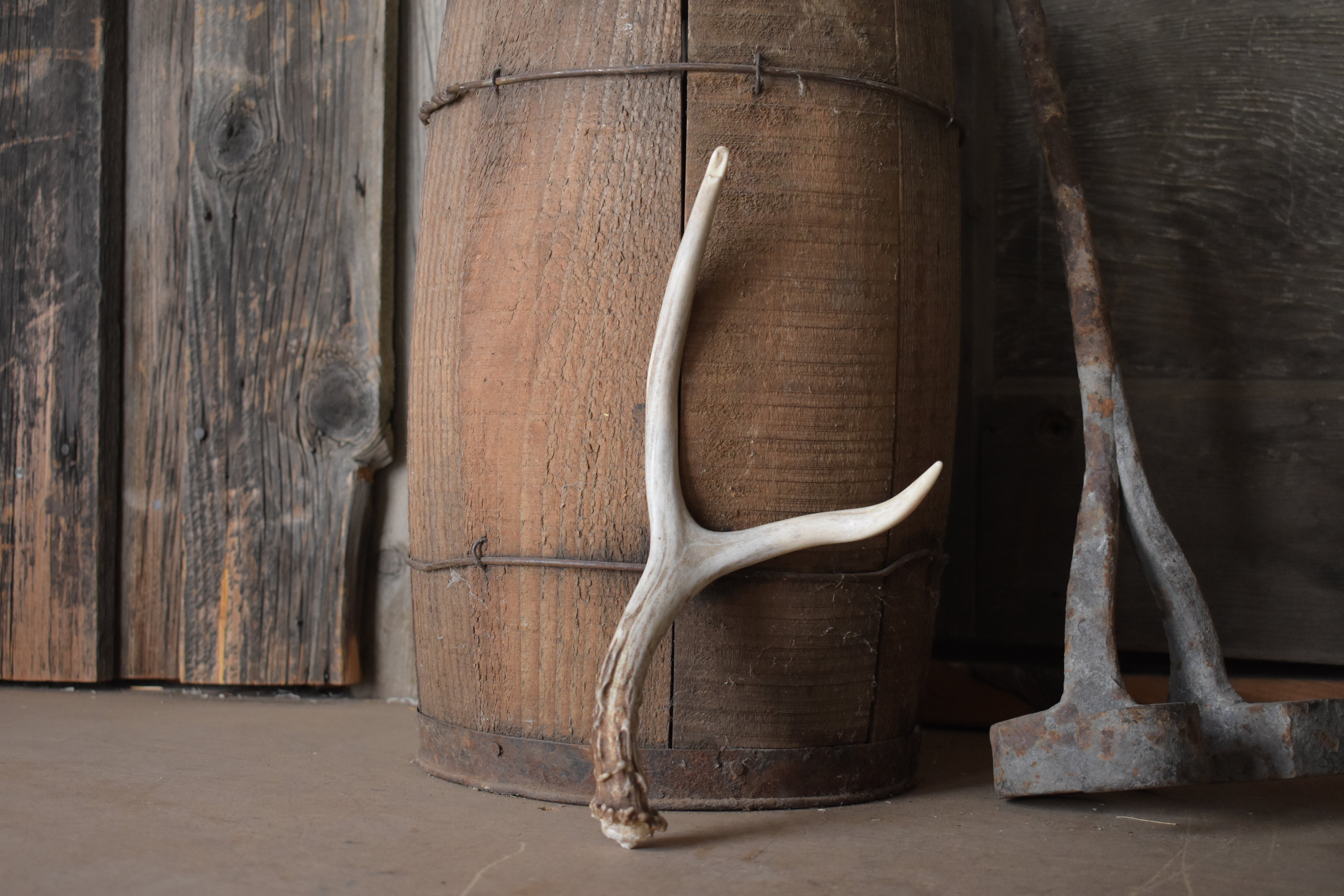 Mule Deer Antler | 33