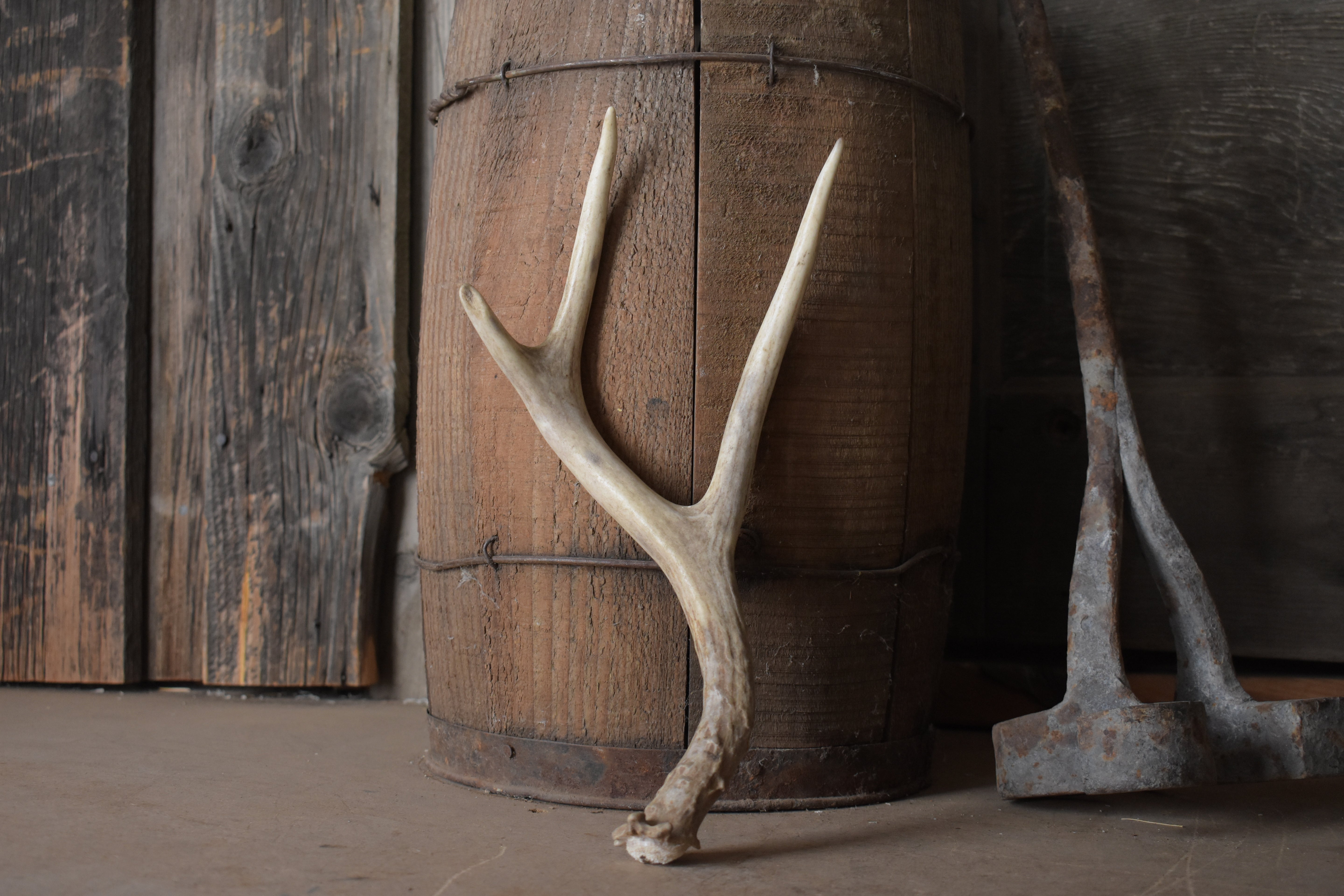 Mule Deer Antler | 25