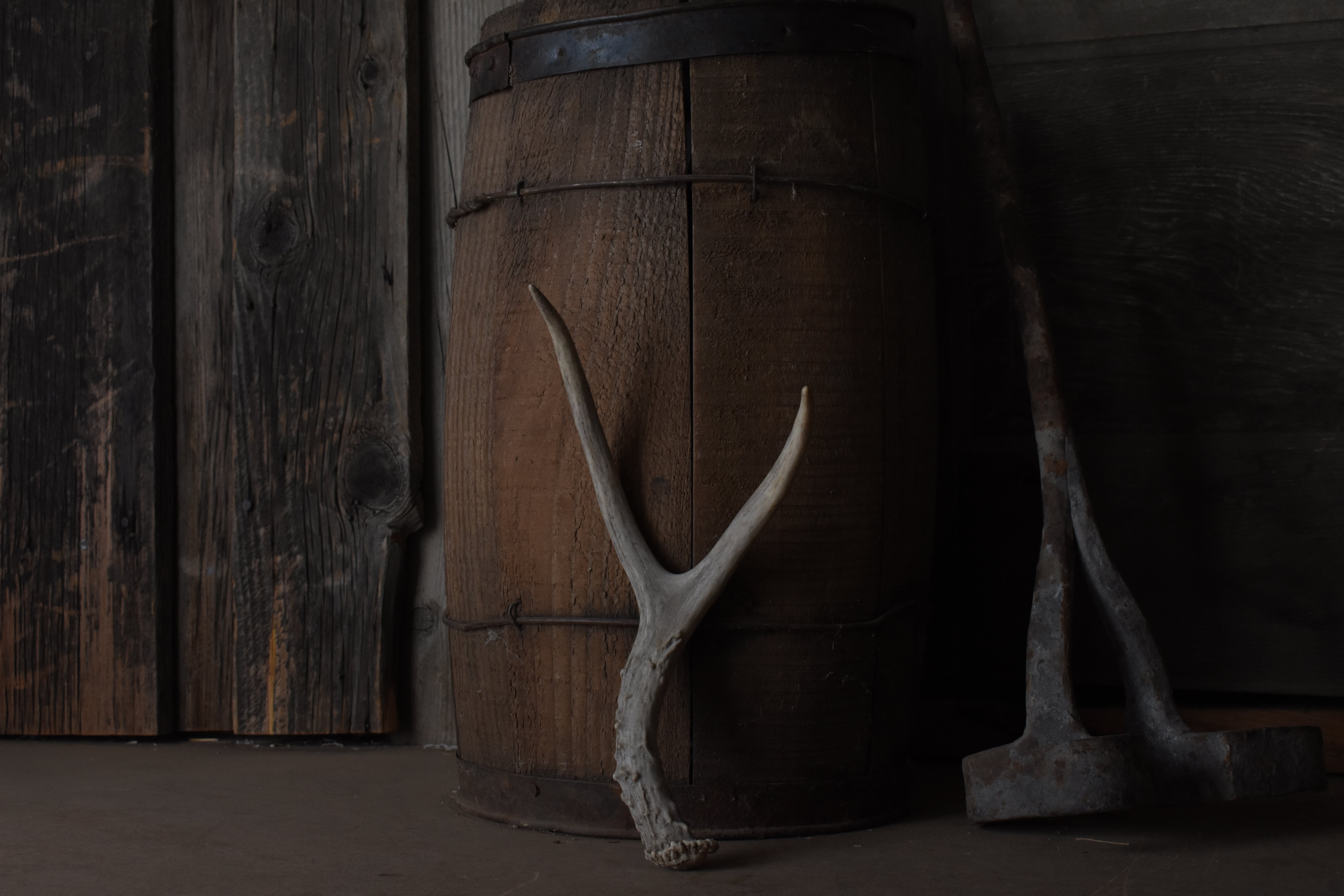 Mule Deer Antler | 27
