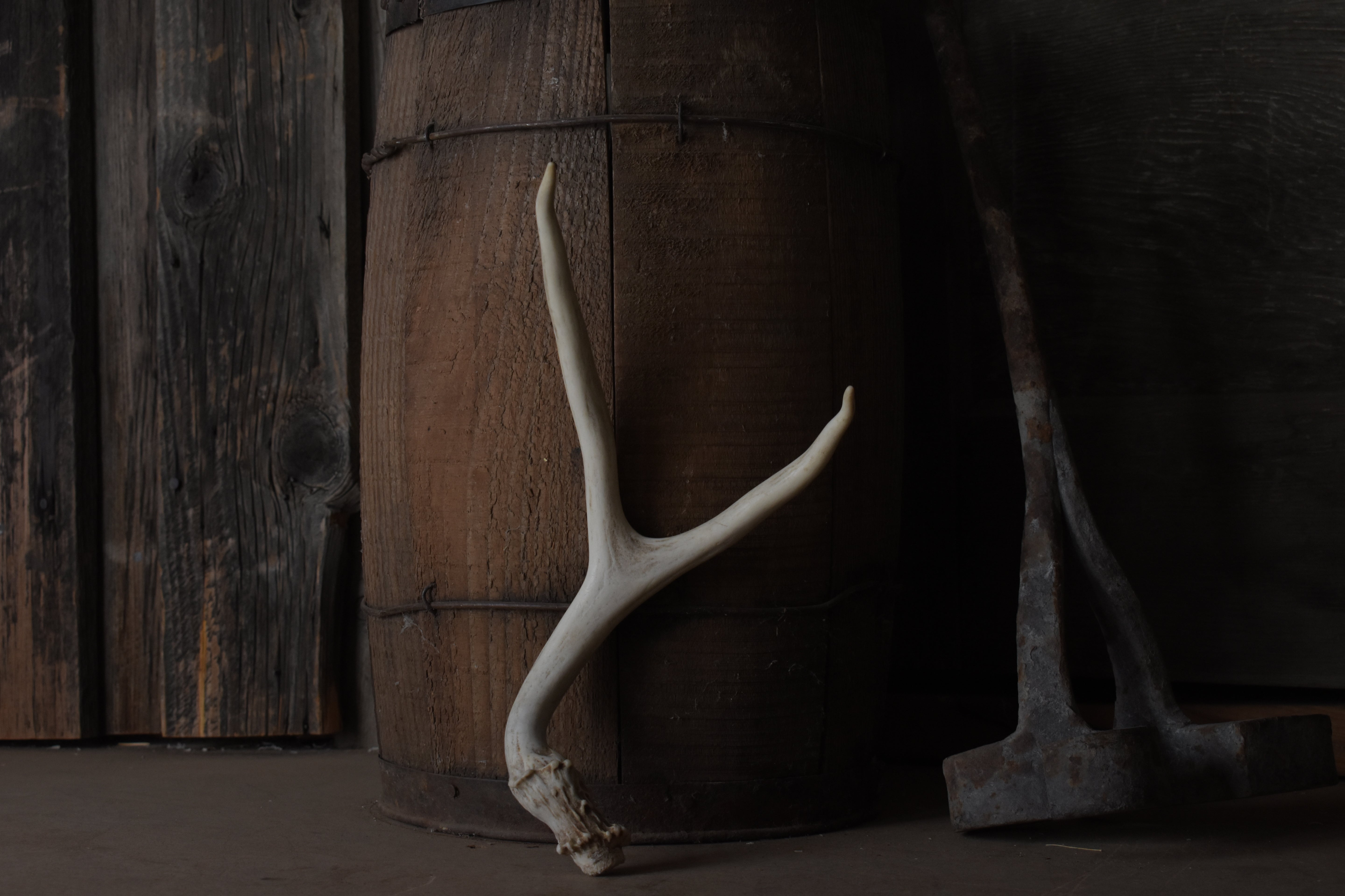 Mule Deer Antler | 26